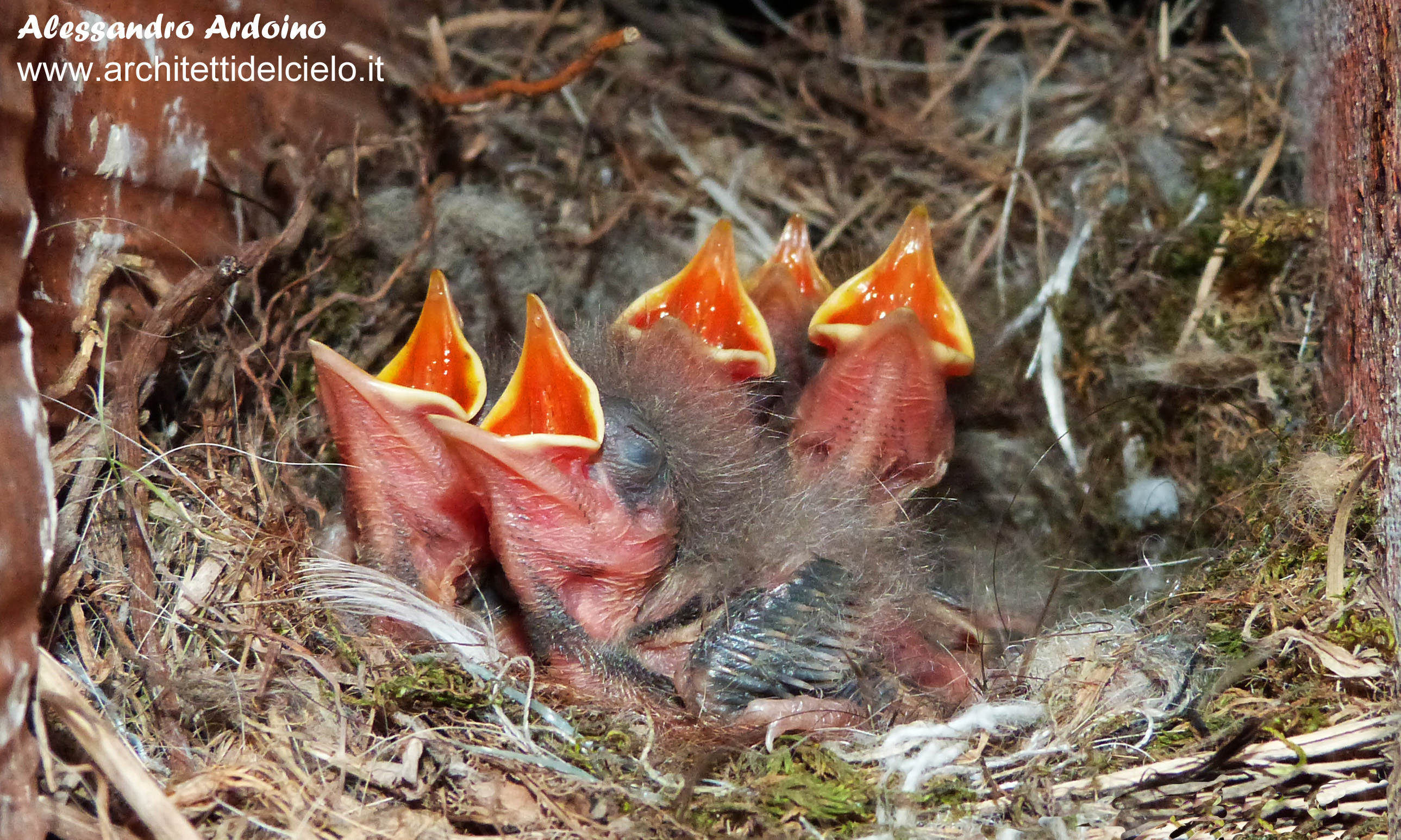 Pulli di Ballerina Bianca