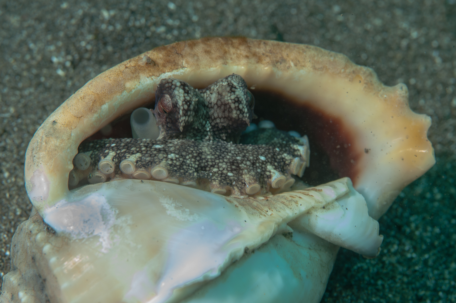 amphioctopus marginatus