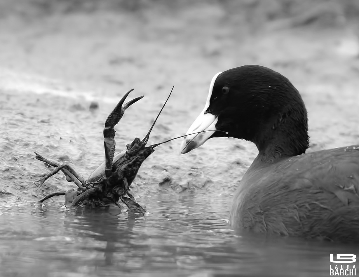 Folaga e gambero .....