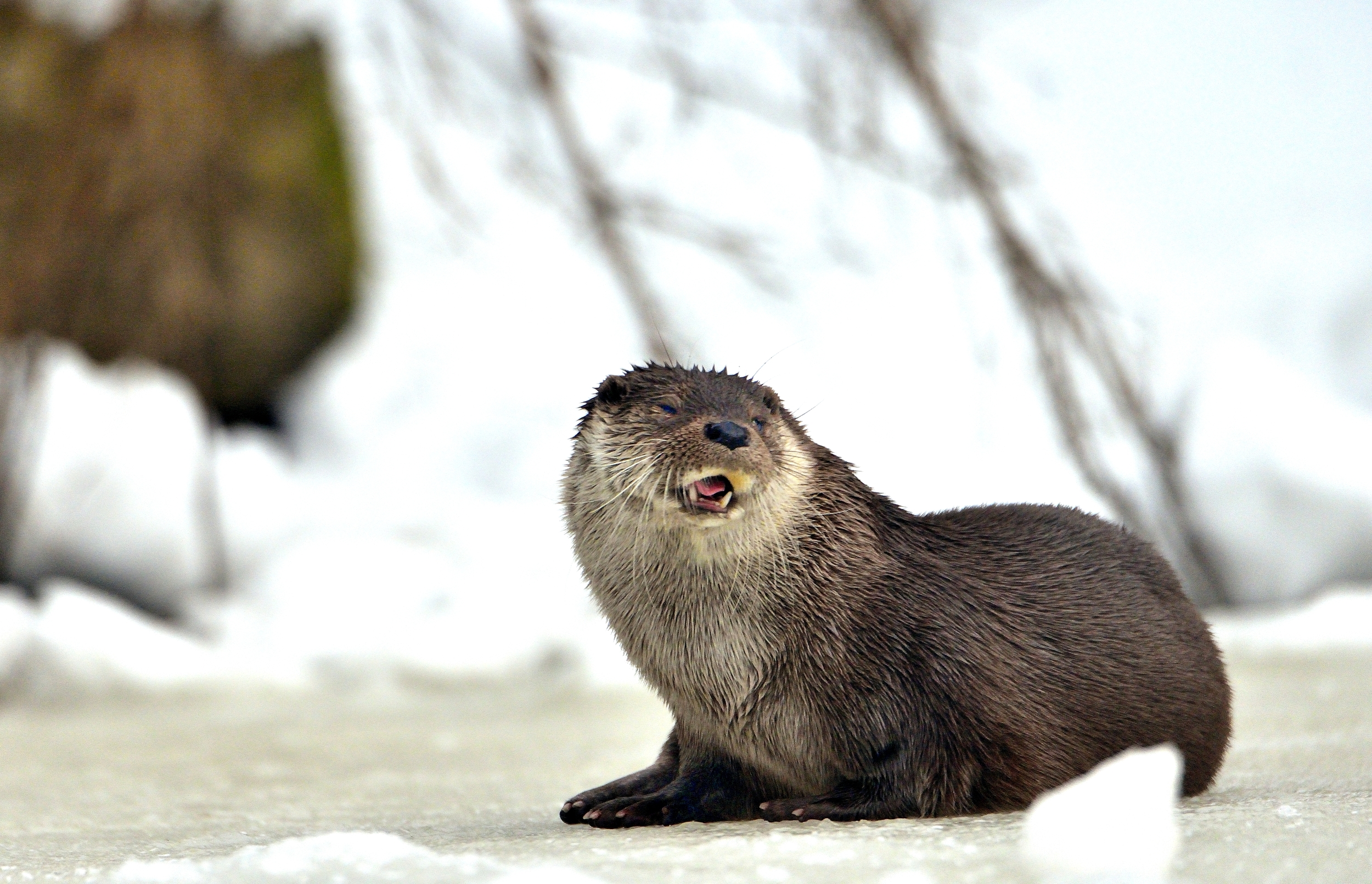 Bayerischen - Lontra
