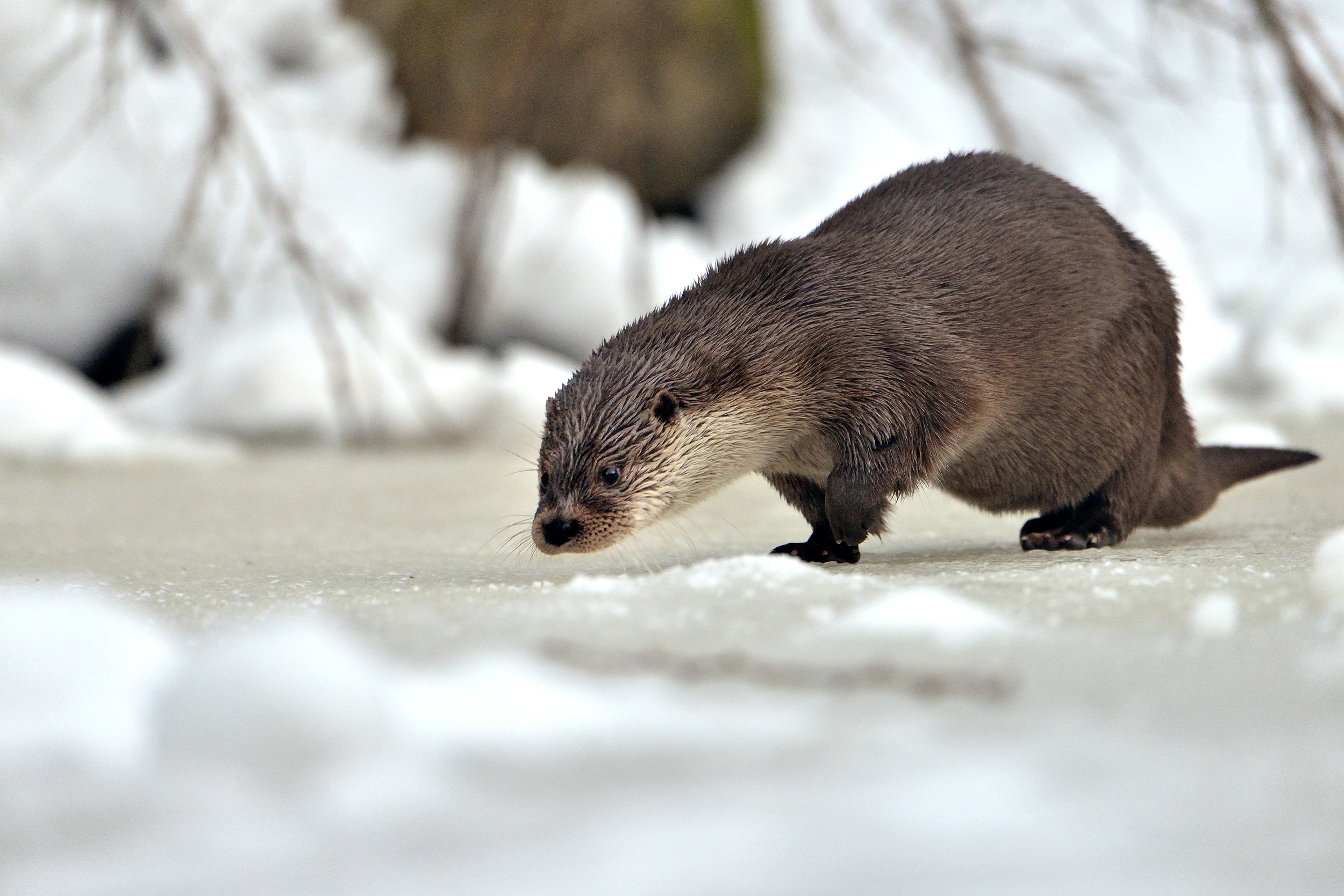 Bayerischen - Lontra
