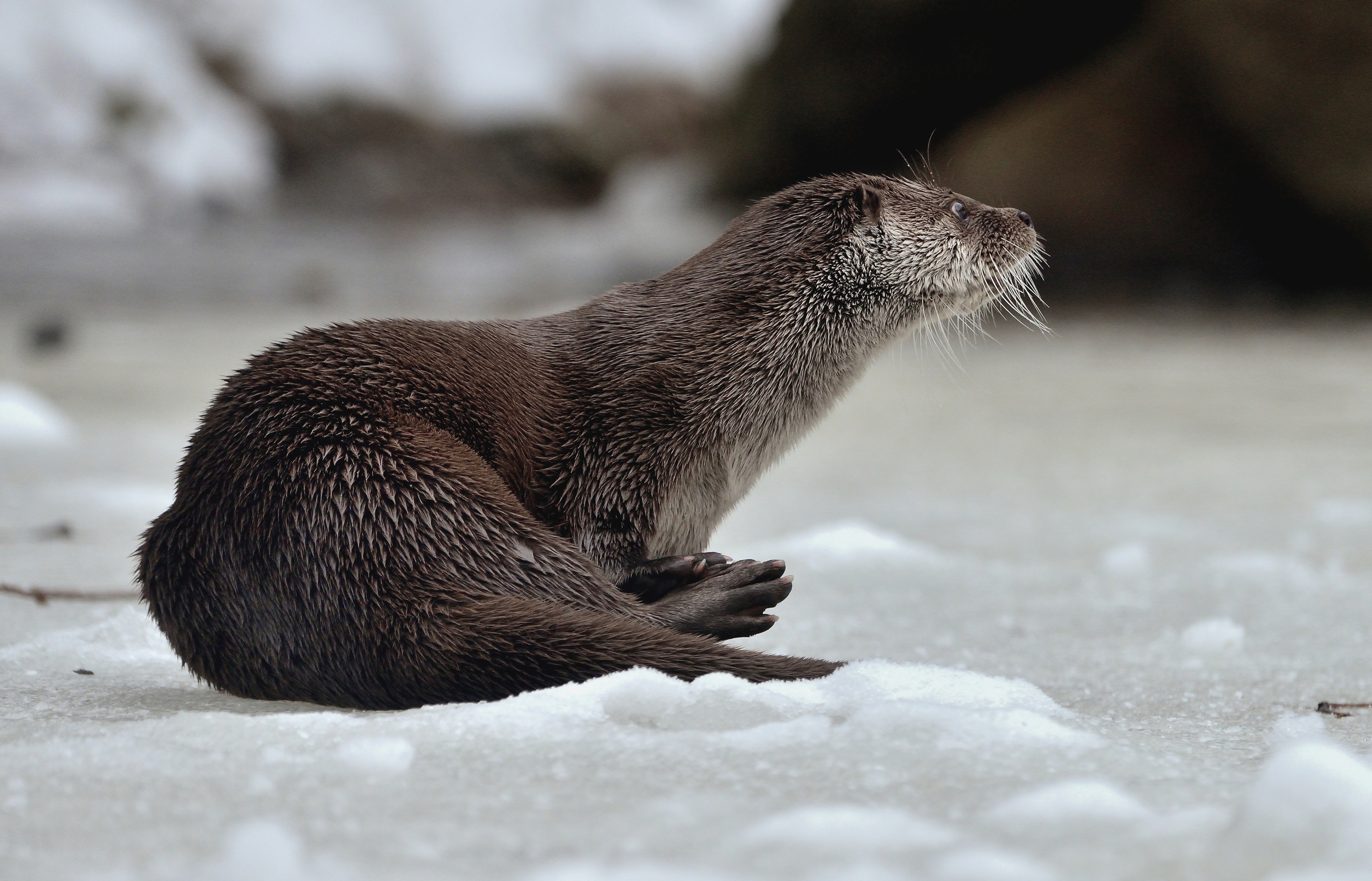 Bayerischen - Lontra