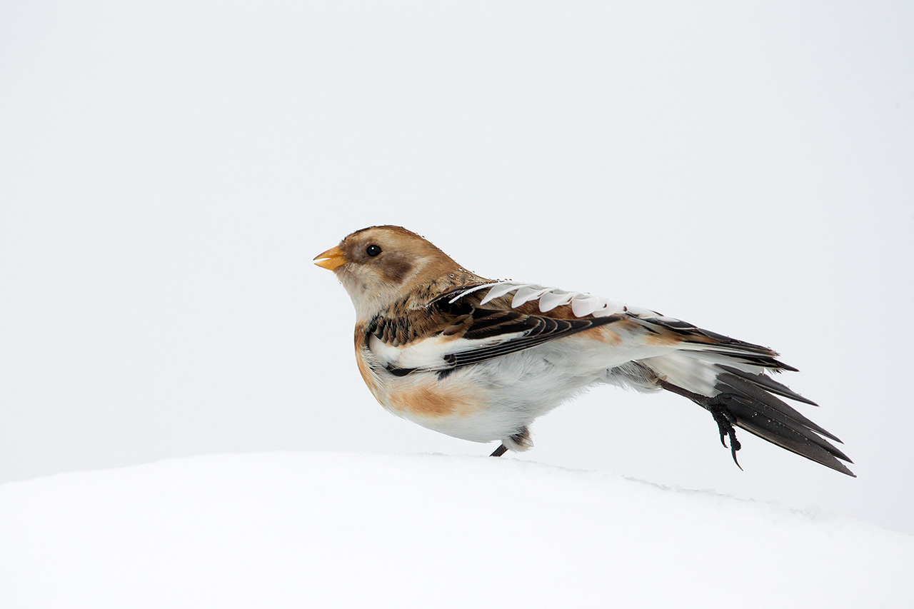 Snow bunting stretching