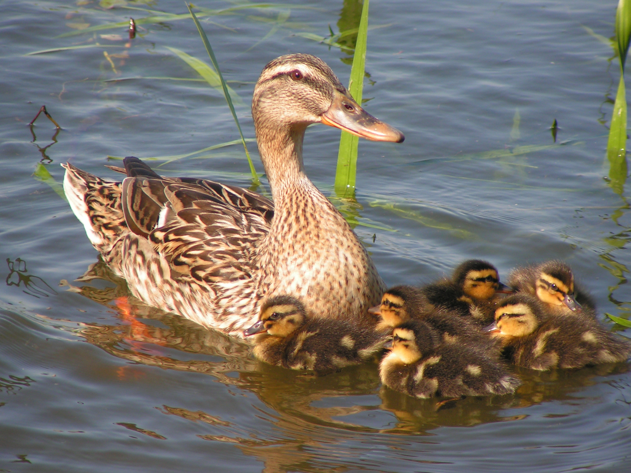 Neighbours Neighbours