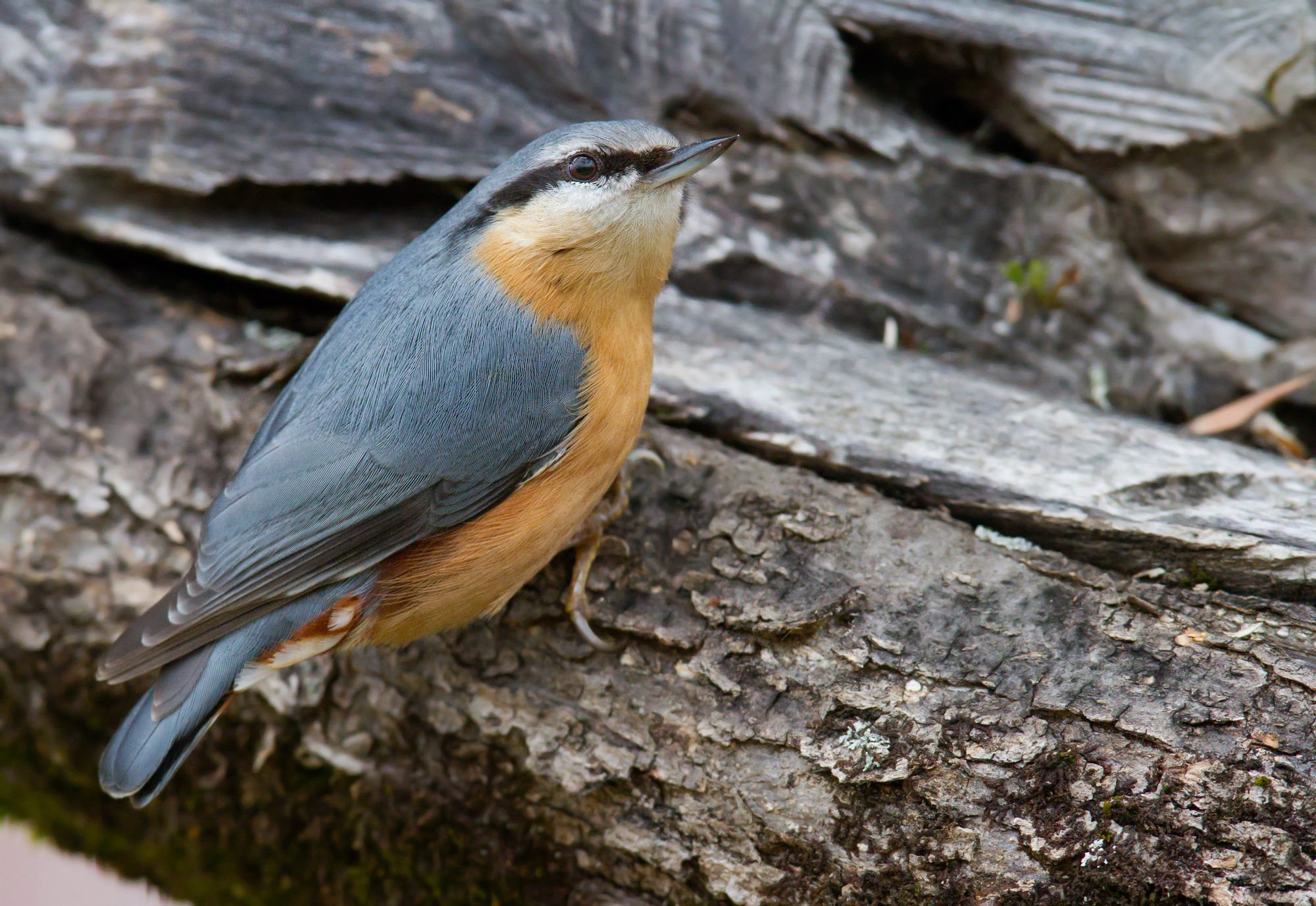 nuthatch