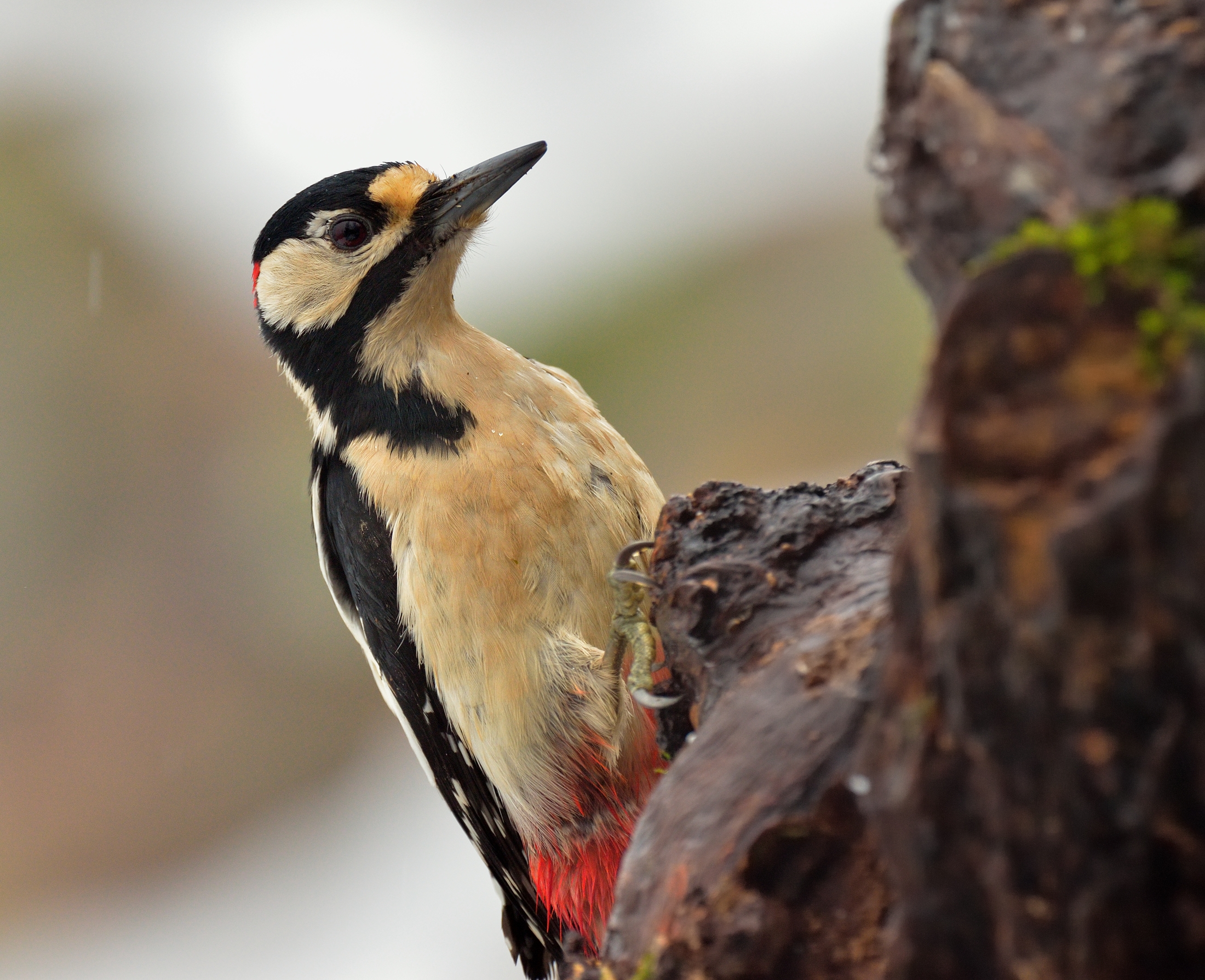 Woodpecker