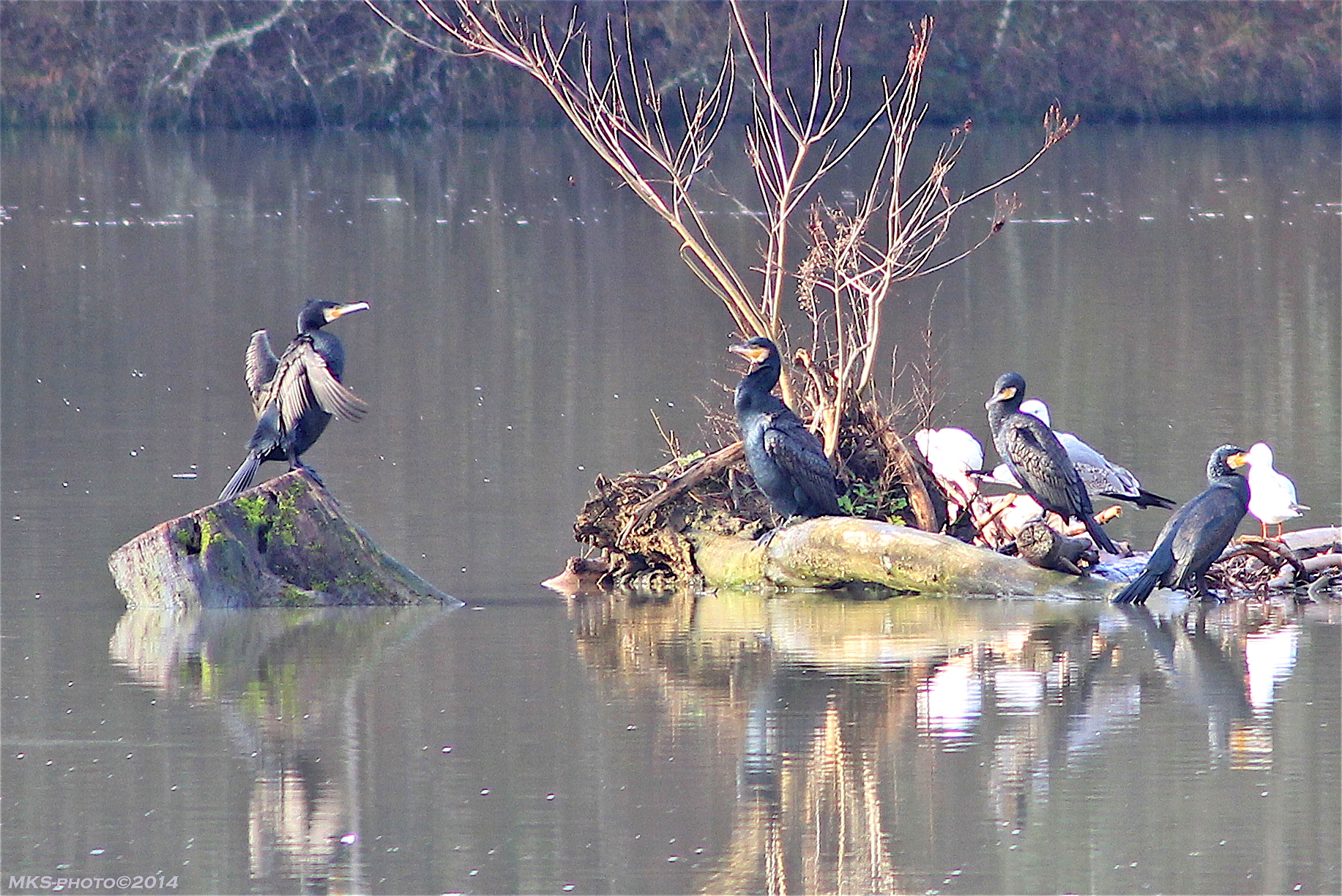 Cormorani Valle dell'inferno
