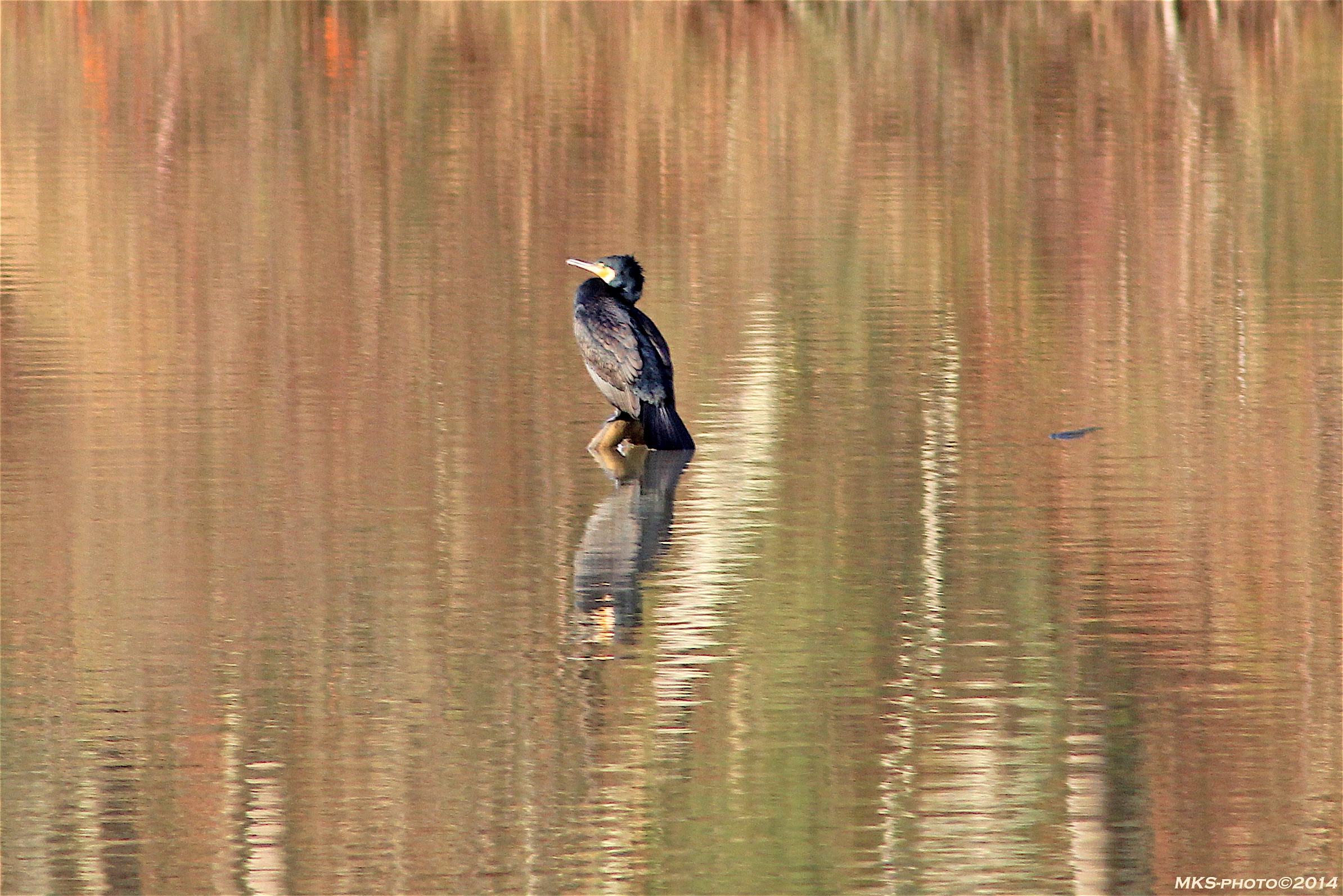 Cormorano Valle dell'Inferno