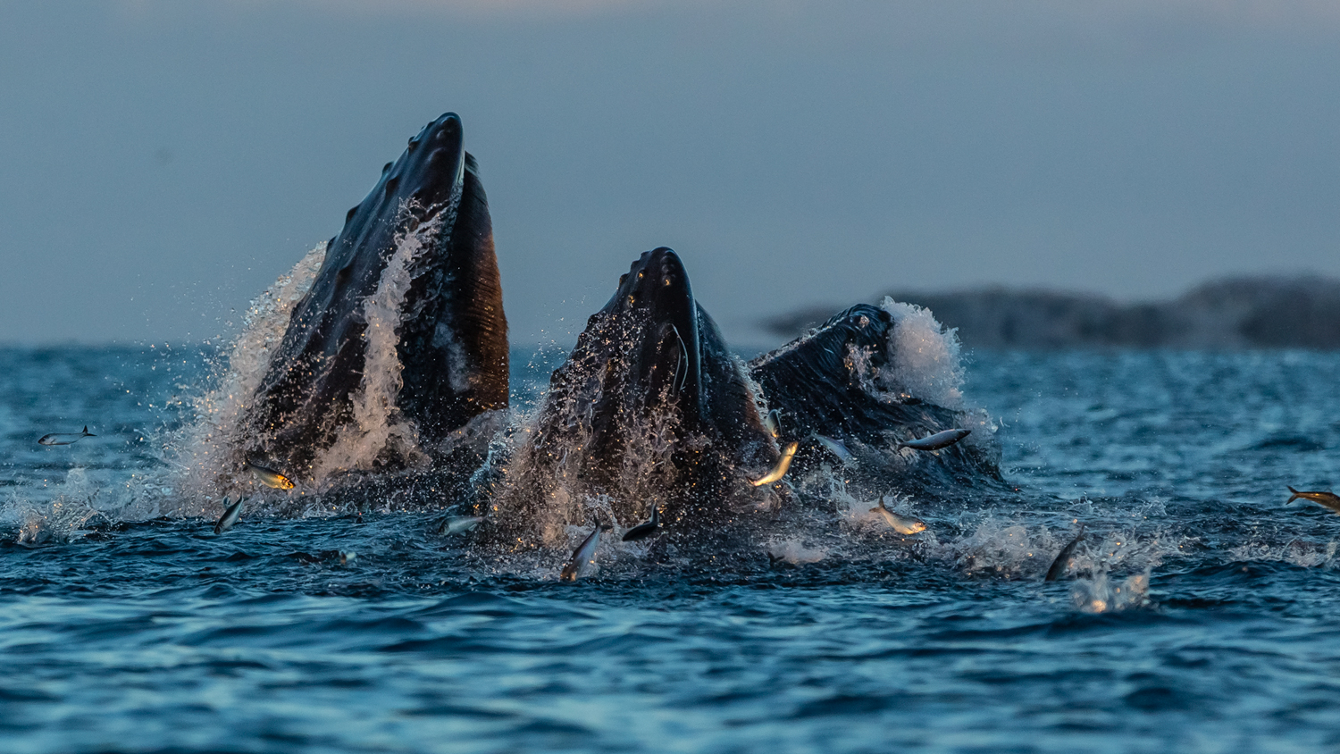 Balene megattere a caccia di aringhe, Tromso, Norvegia