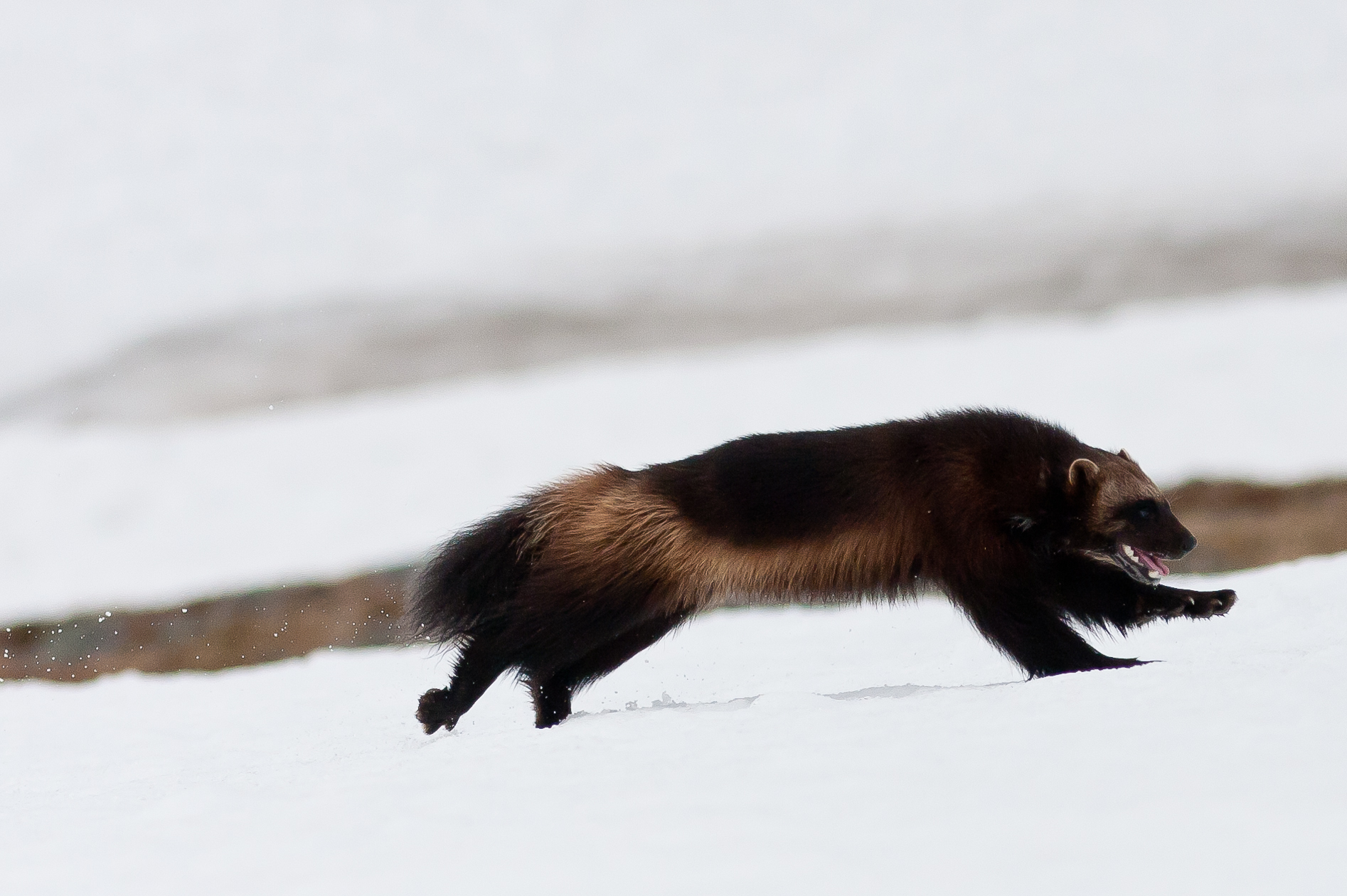 Caccia Wolveringe per le renne, Tromso, Norvegia