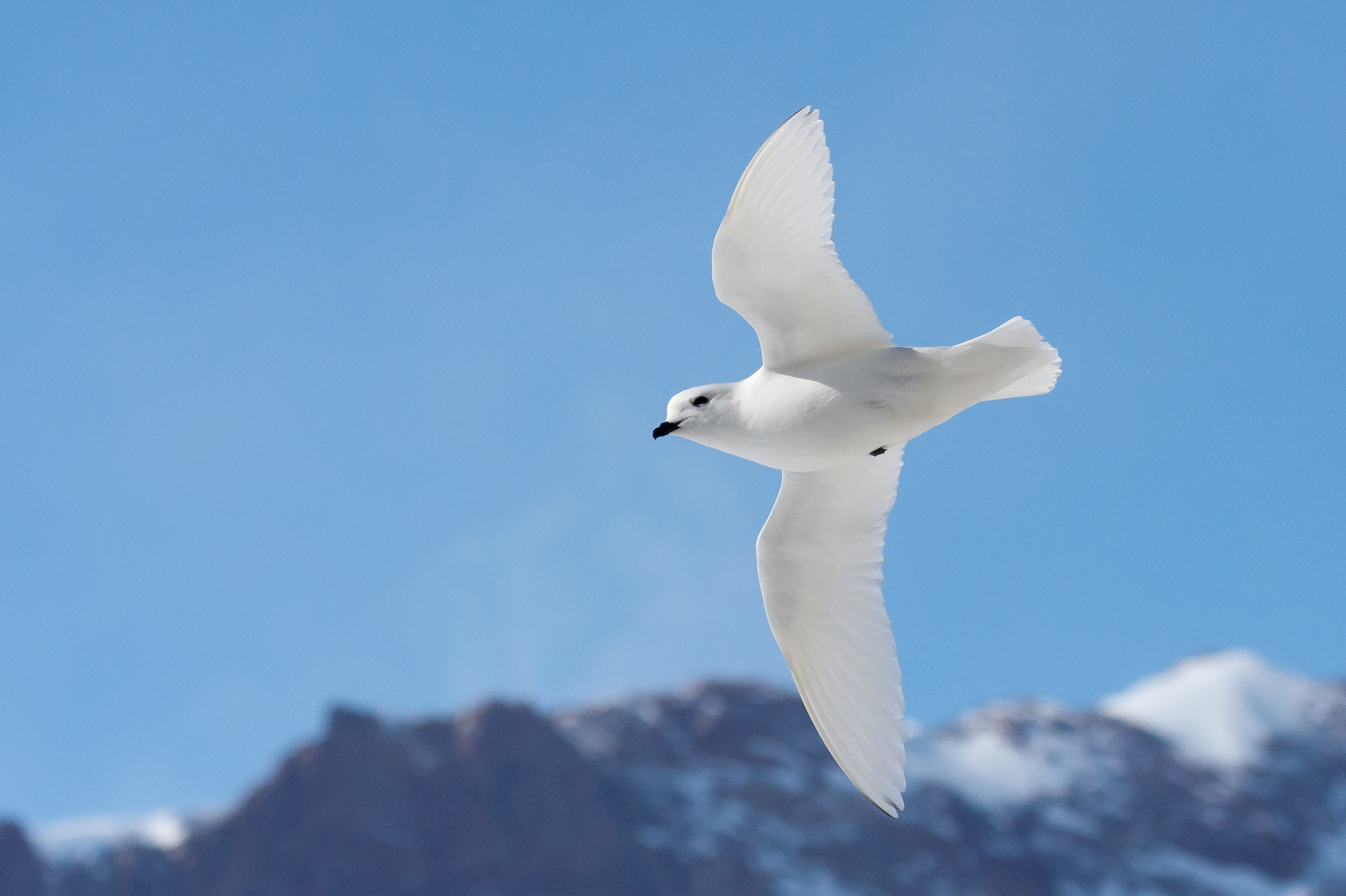 Neve Petrel, Dronning Maud Land, Antartide