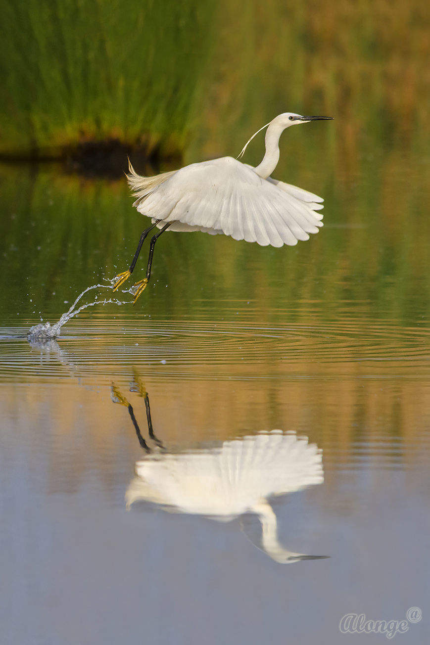 Egret in flight