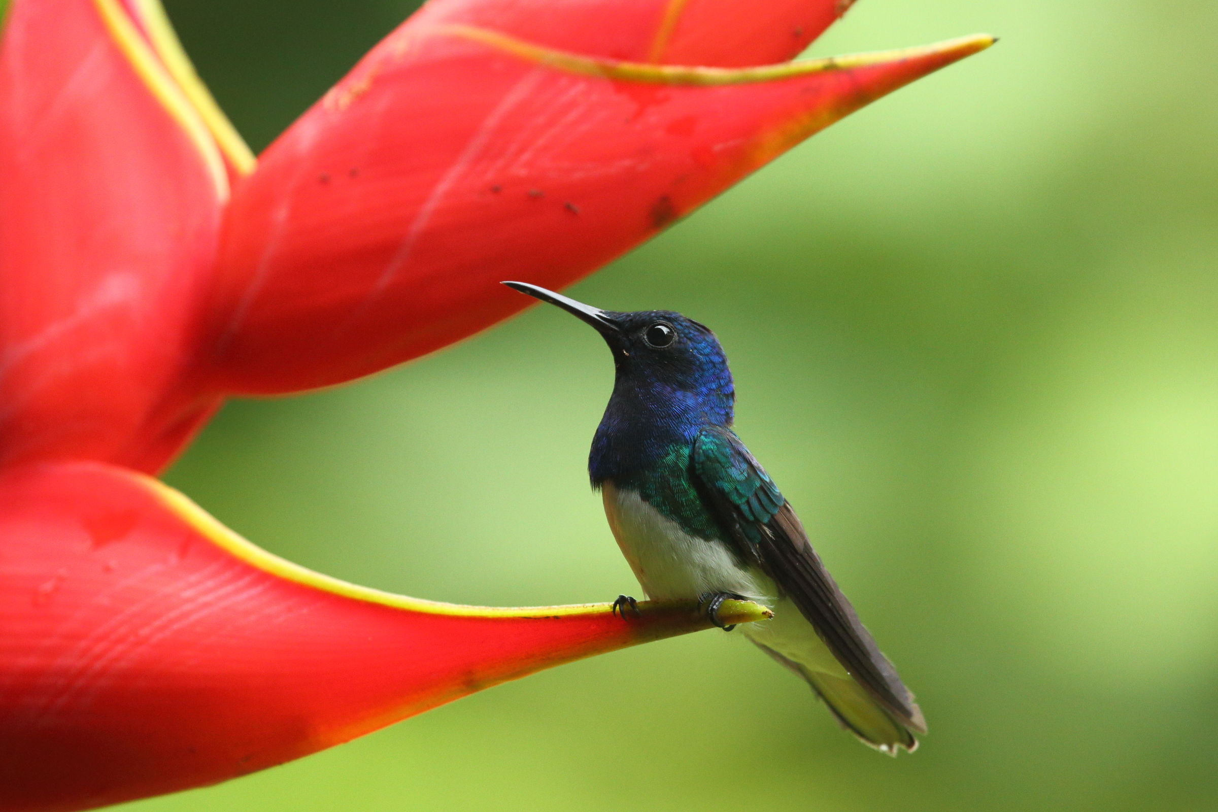 Colibri succhiafiori collobianco