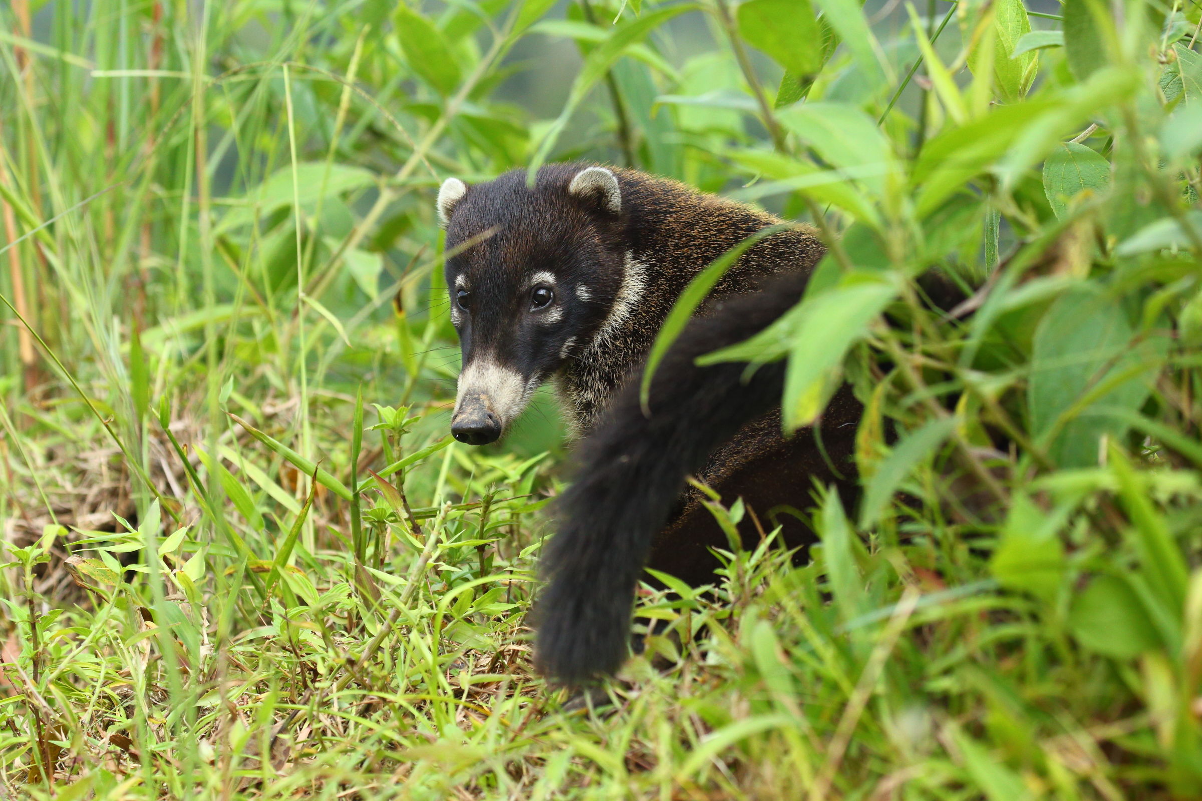 Coati dal naso bianco