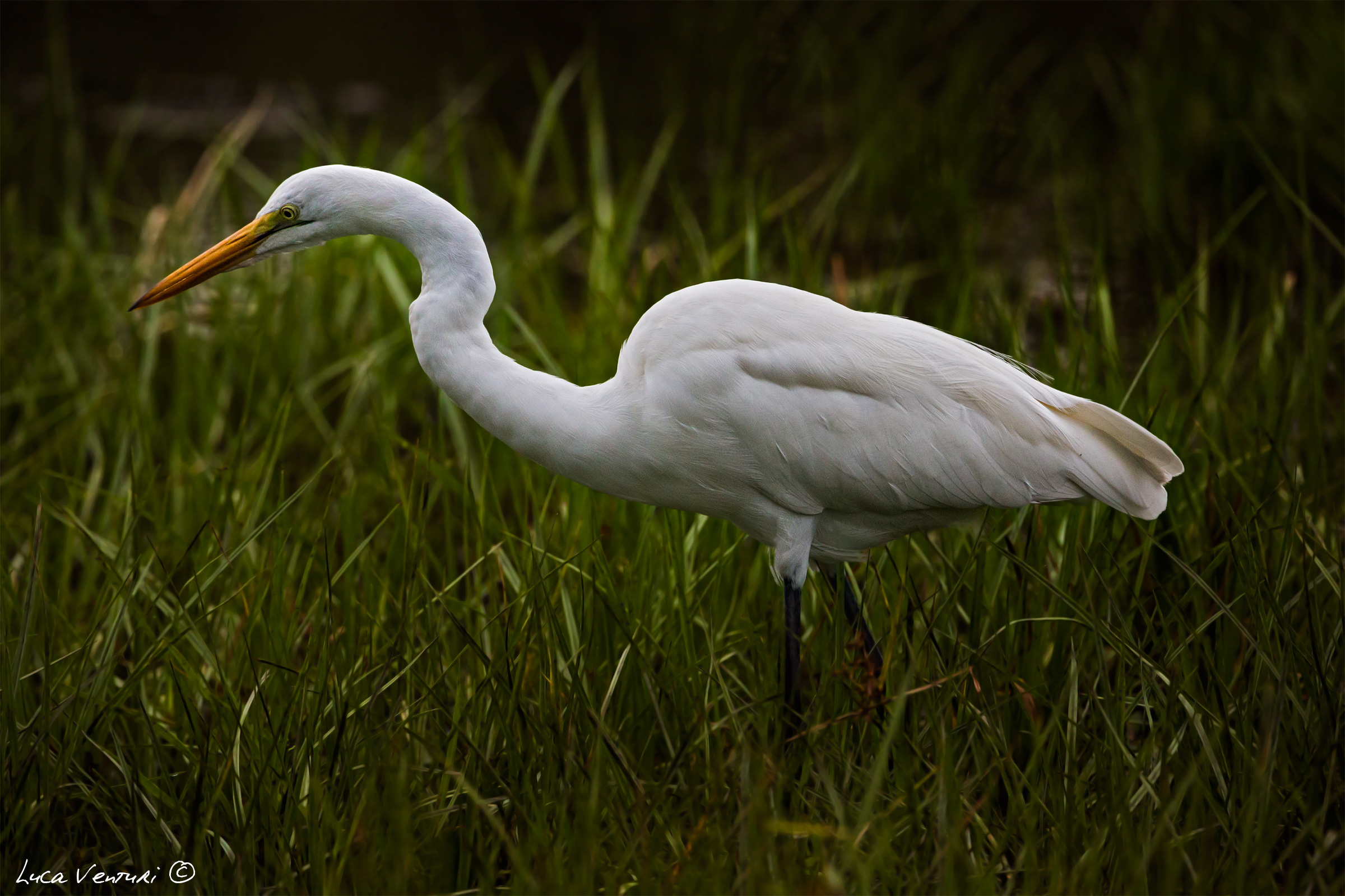 Great Egret