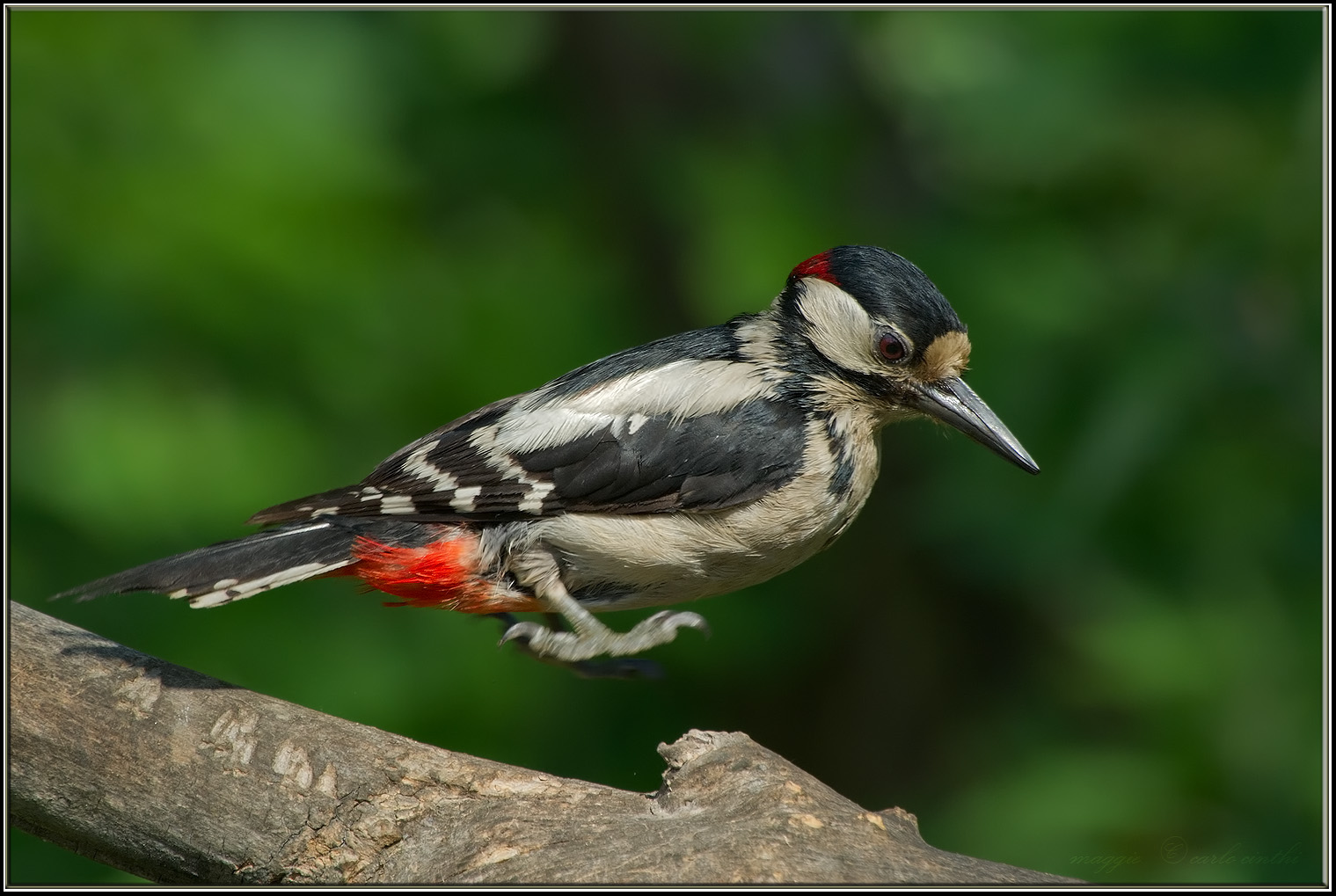 Woodpecker male