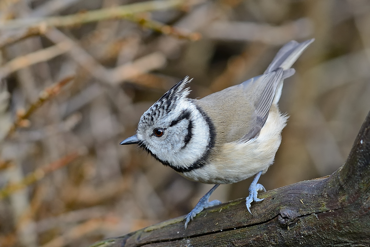cincia dal ciuffo (Lophophanes cristatus)