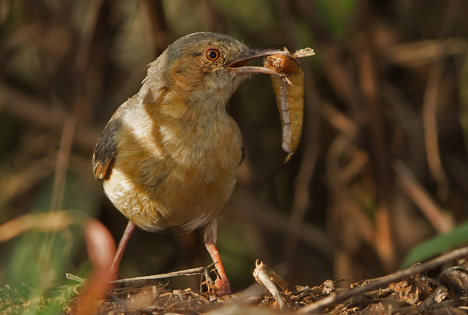 Red-faced Crombec, Tanzania