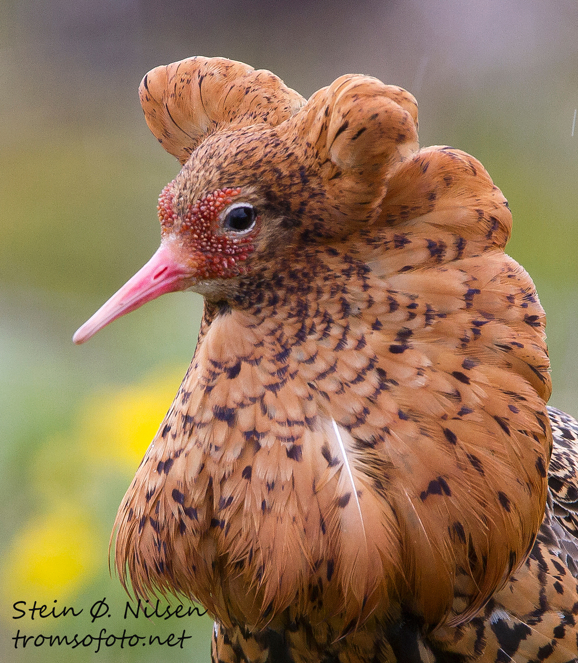 Ruff ritratto, Tromsø, Norvegia