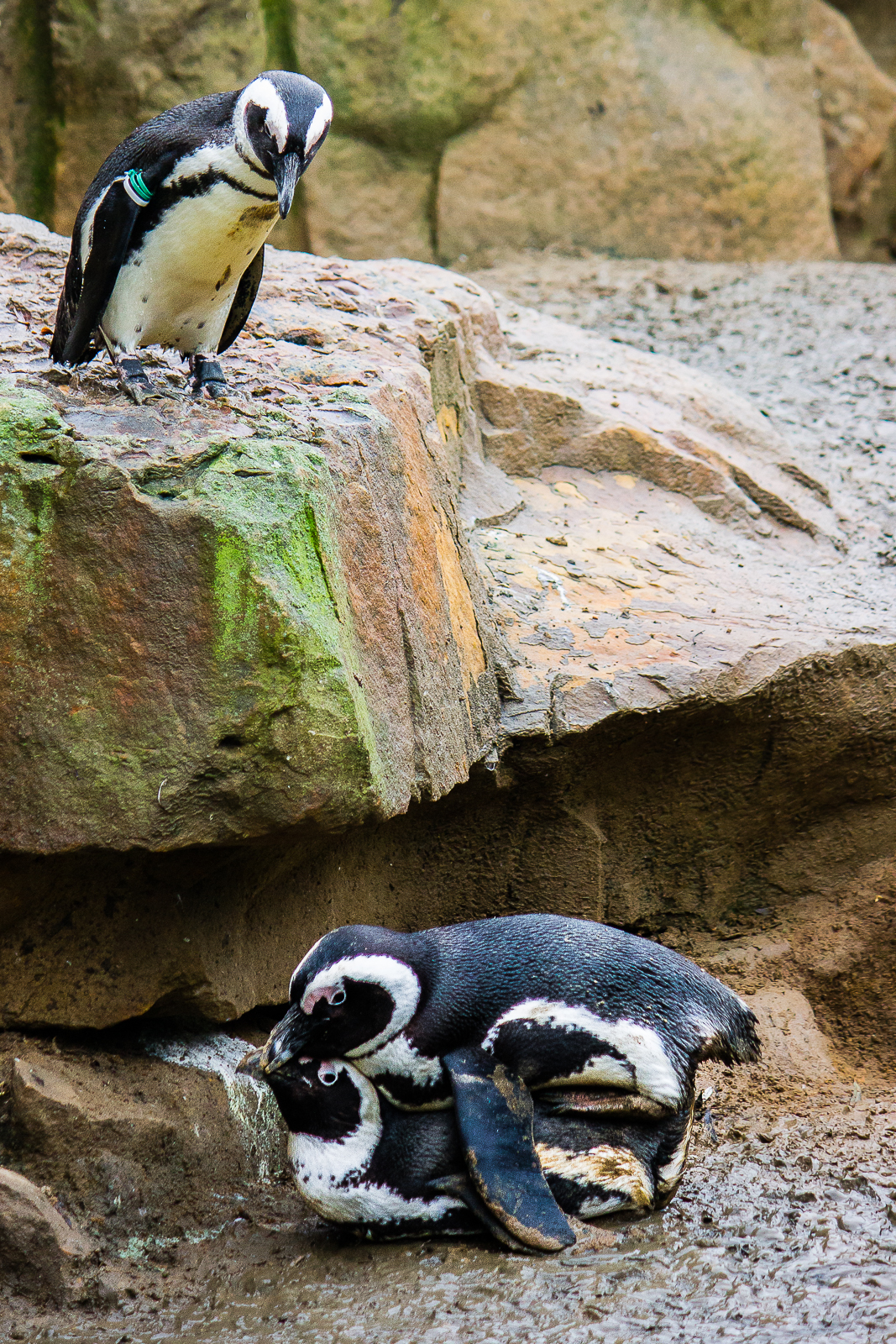 Il pinguino guardone