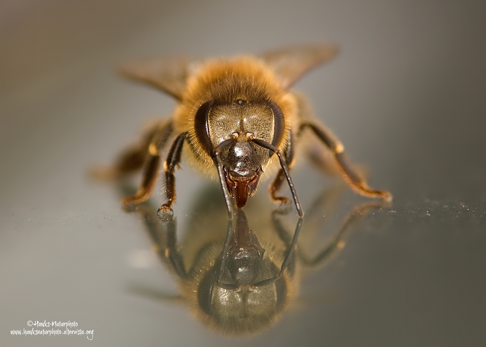 Bee in the mirror