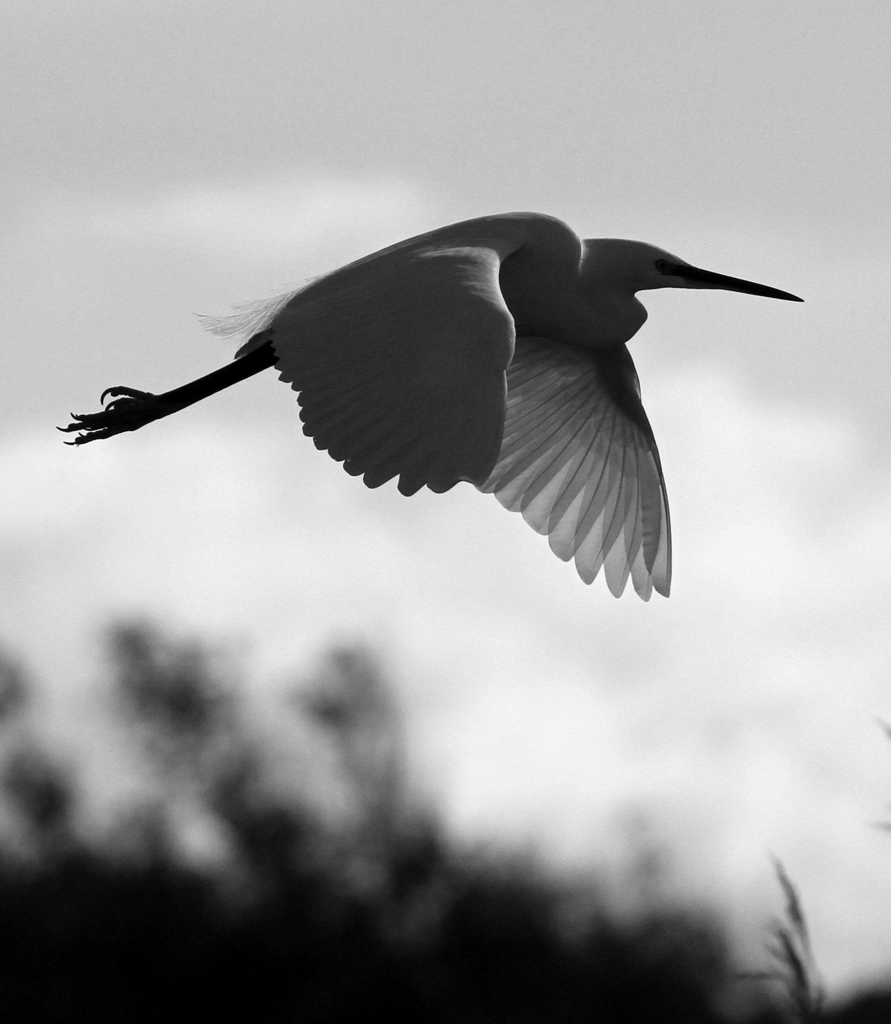 Egret in black and white