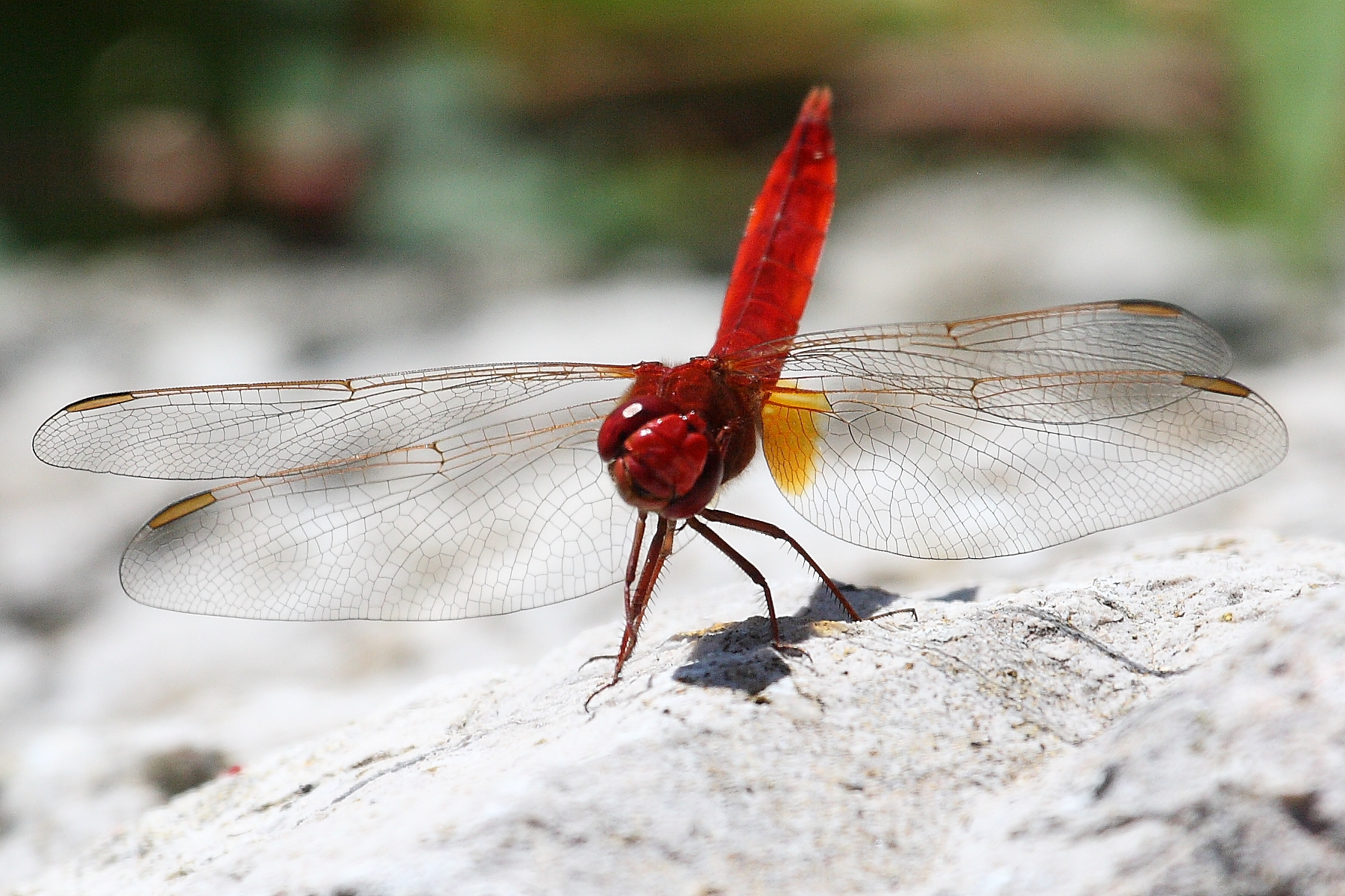 Dragon fly