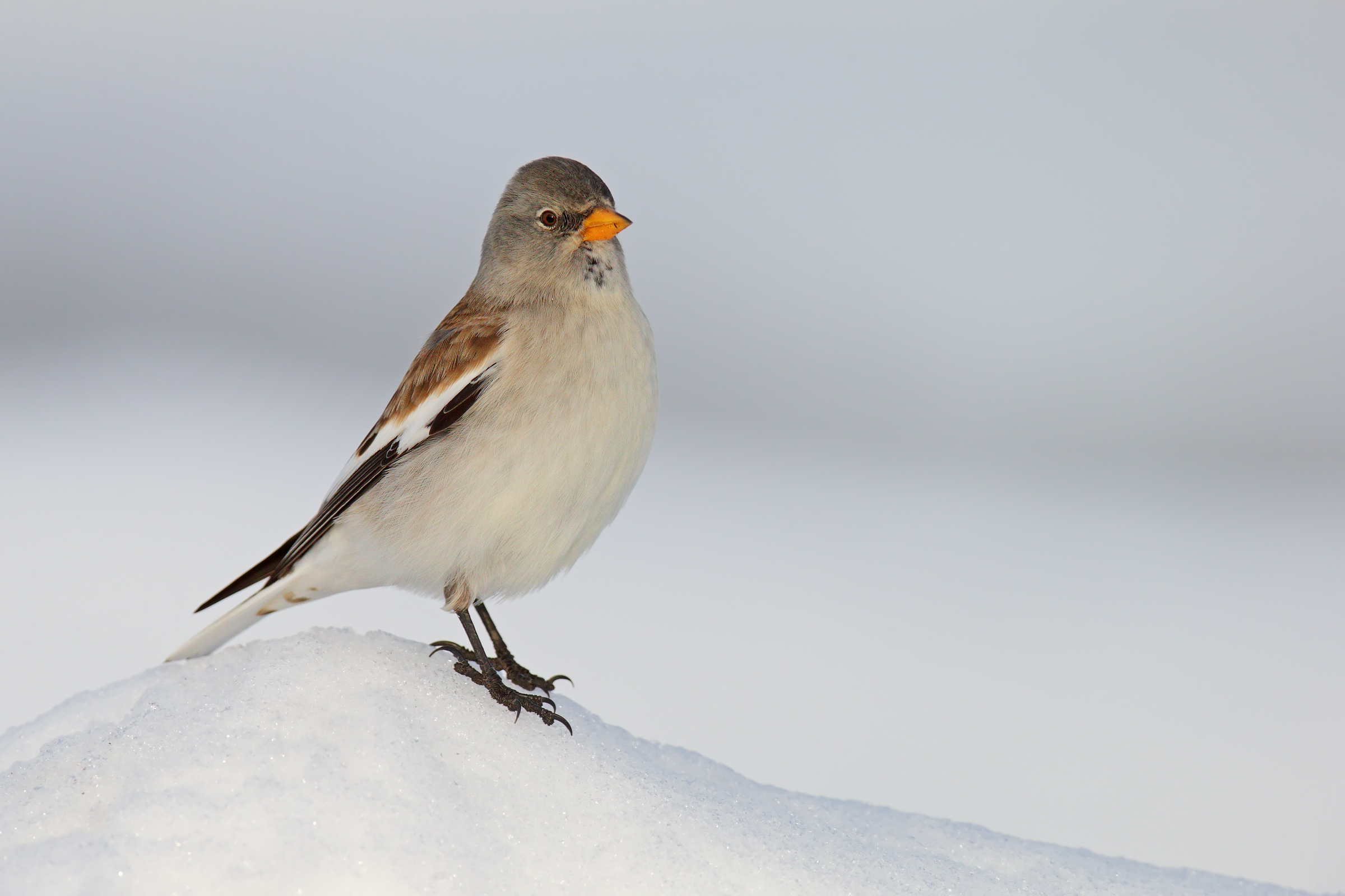 Snowfinch