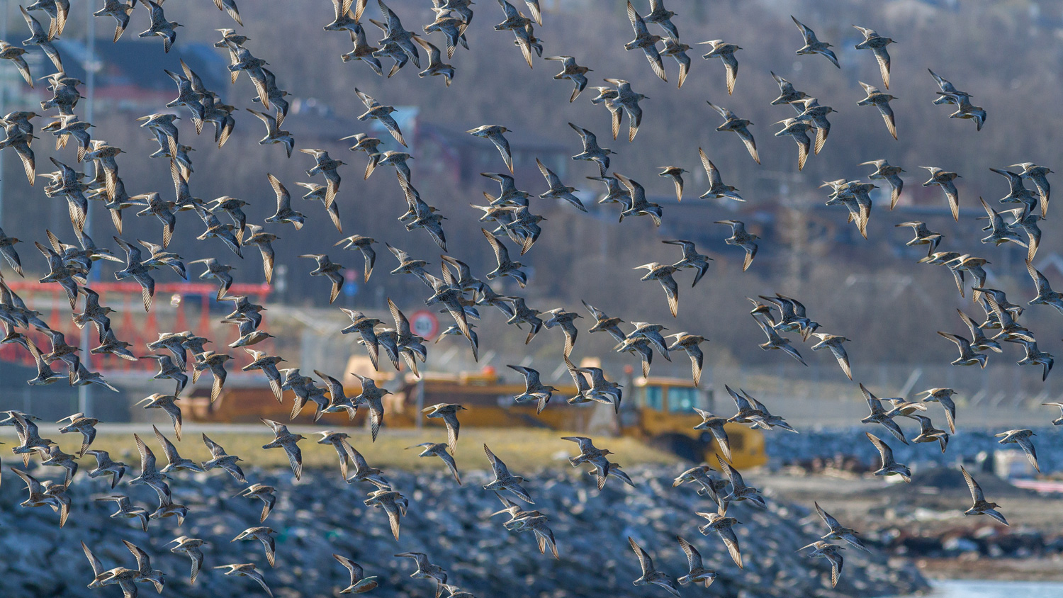 Knot, Calidris canutus, Troms, in Norvegia