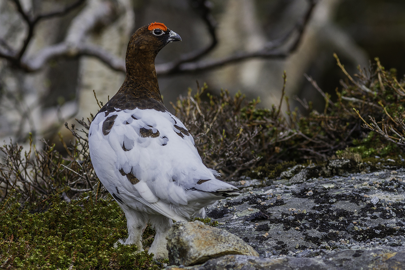 Willow galli cedroni / pernice bianca, Tromso, Norvegia