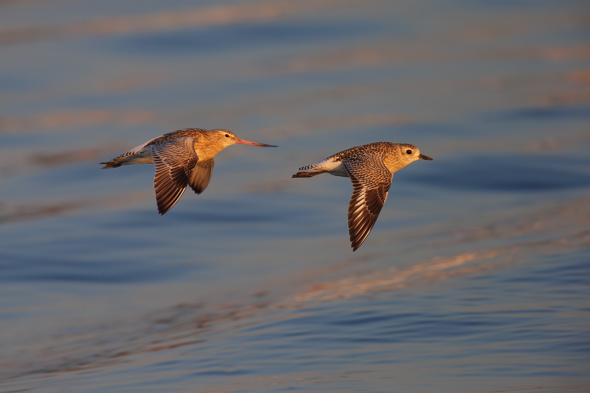 Black-bellied Plover and Black-tailed Godwit at sunset