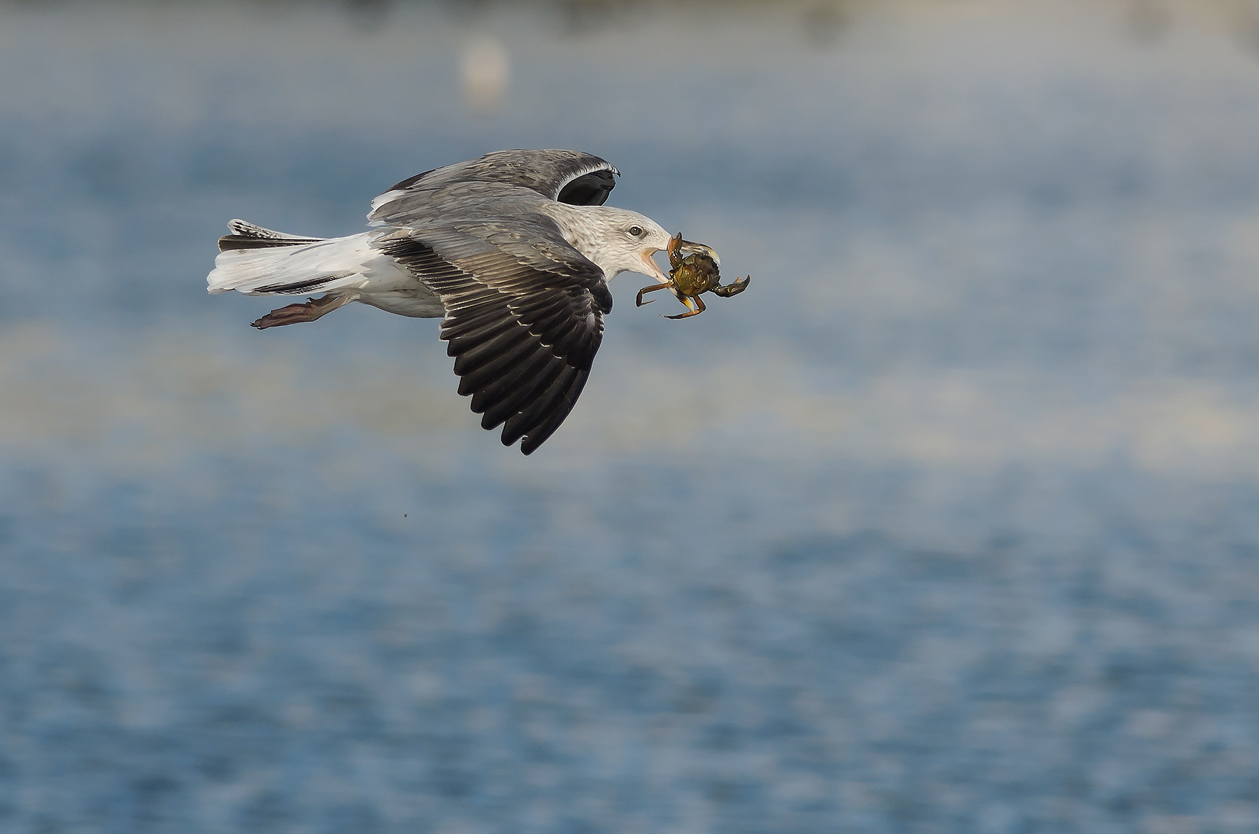 gabiano with real prey
