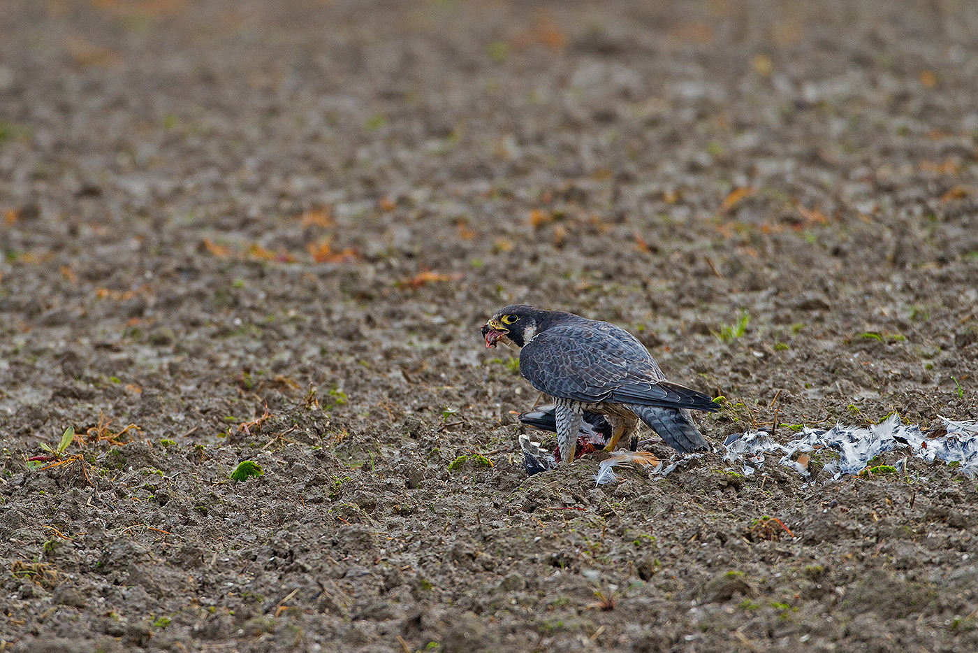 peregrine with prey