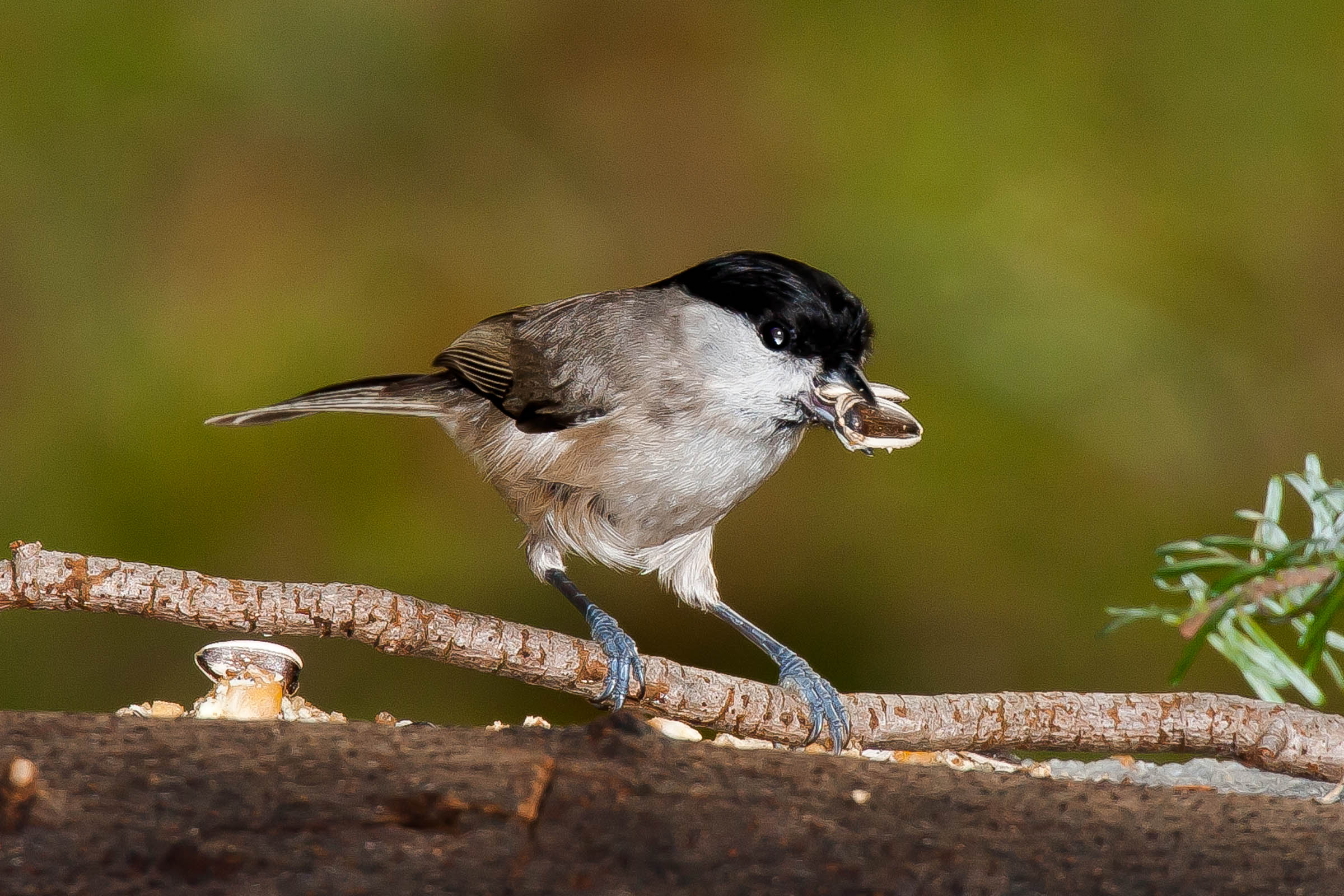 Chickadee
