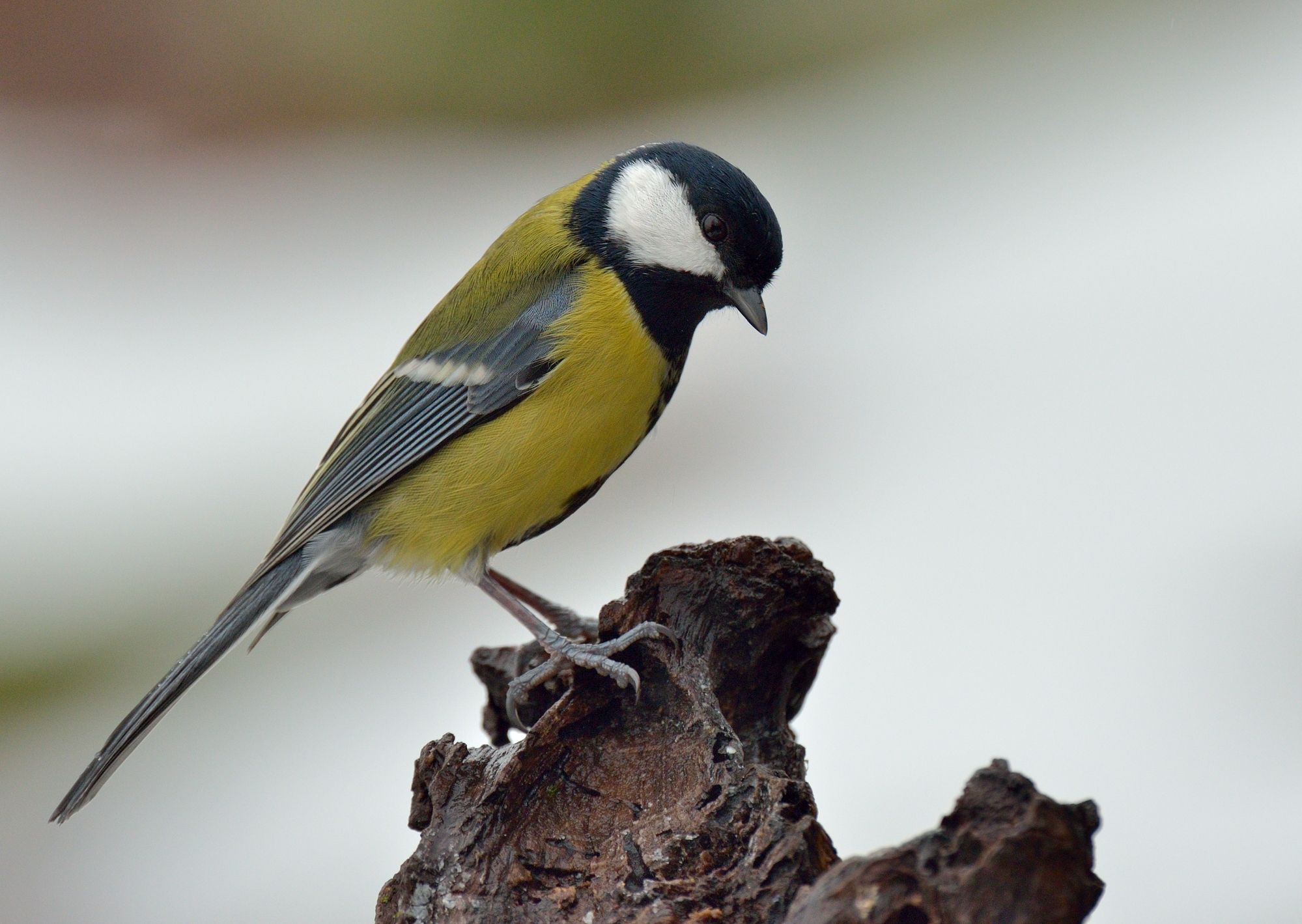 Great Tit