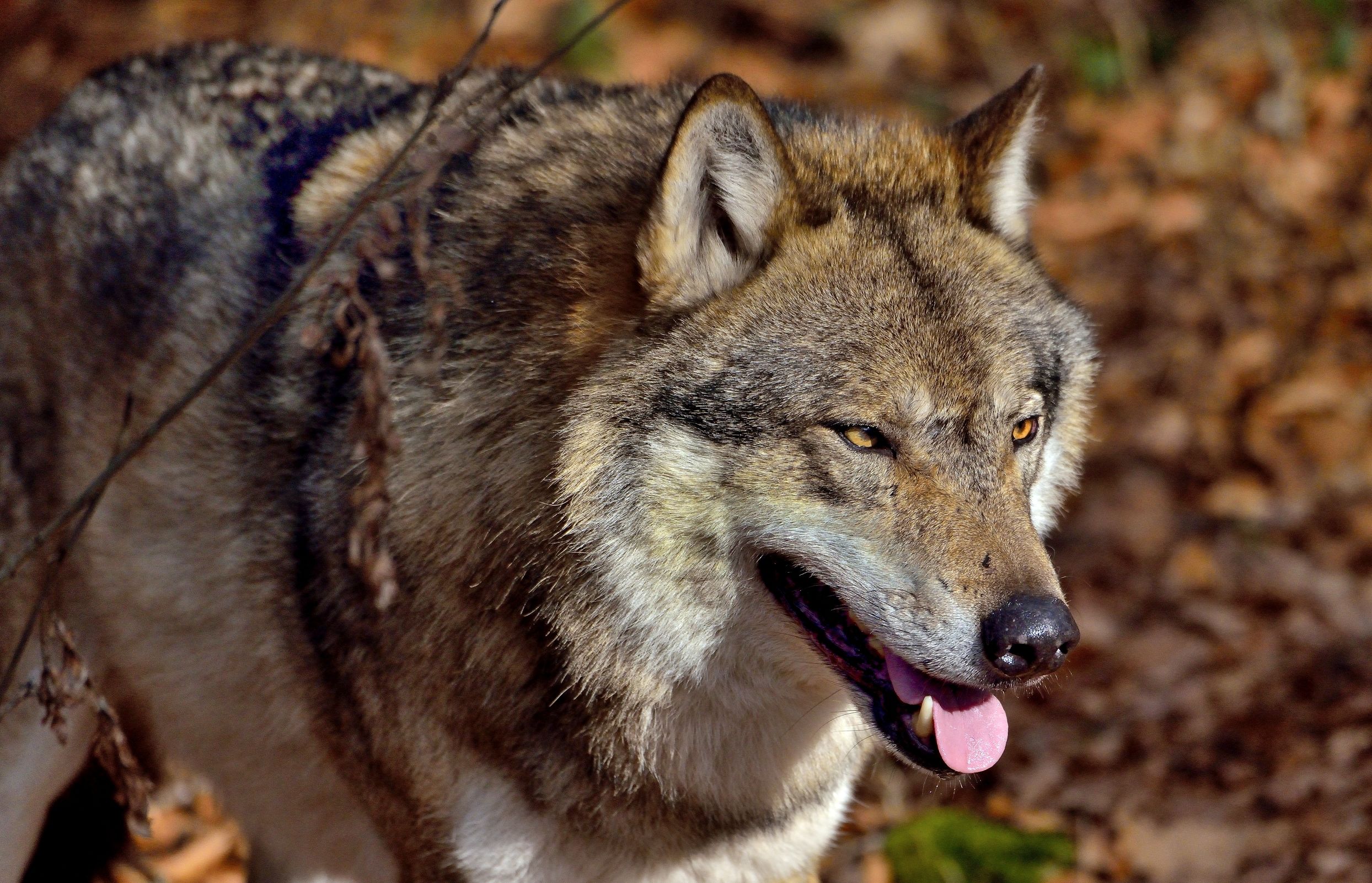 Bayerischen 2014- Lupo