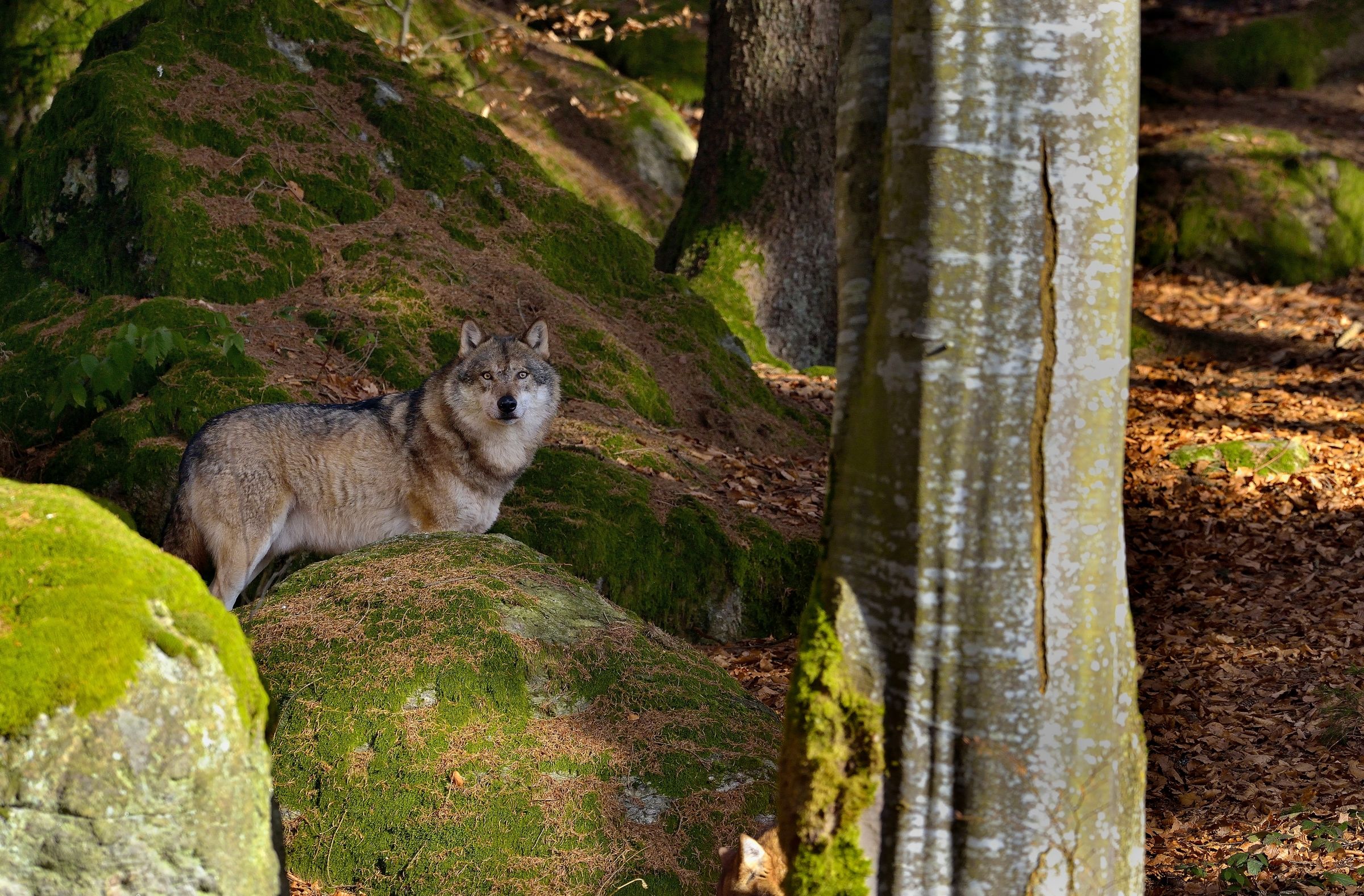 Bayerischen 2014- Lupo