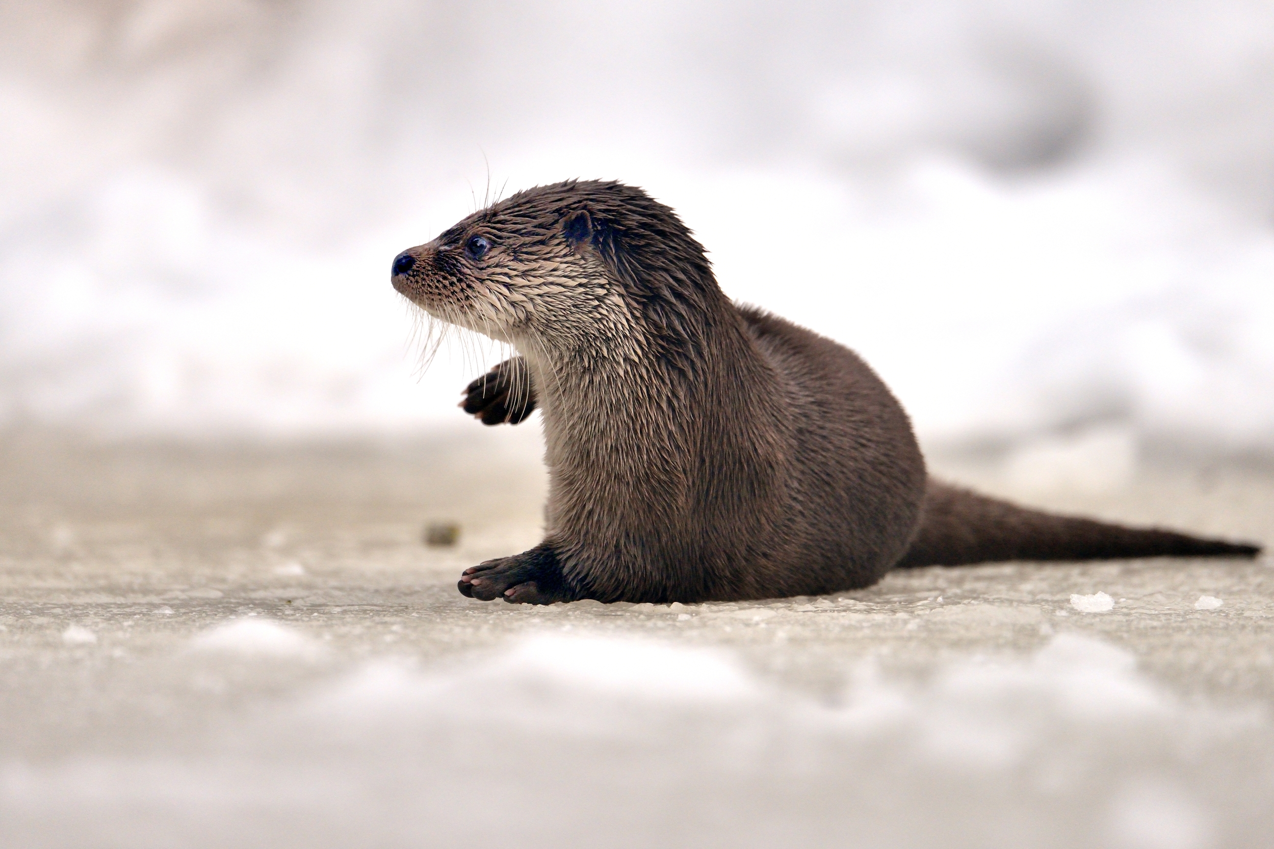 Bayerischen 2014 - Lontra