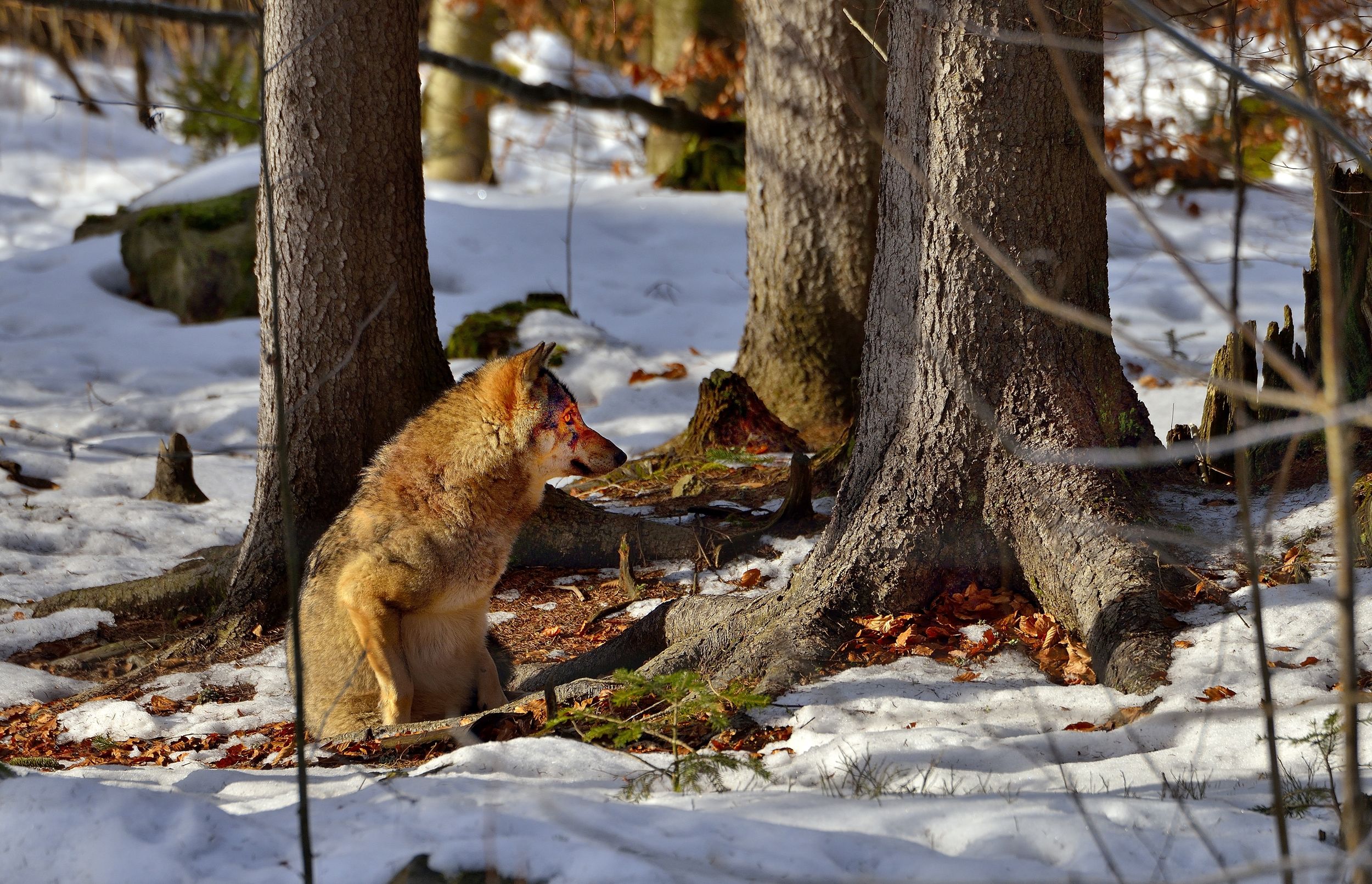 Bayerischen 2014- Lupo