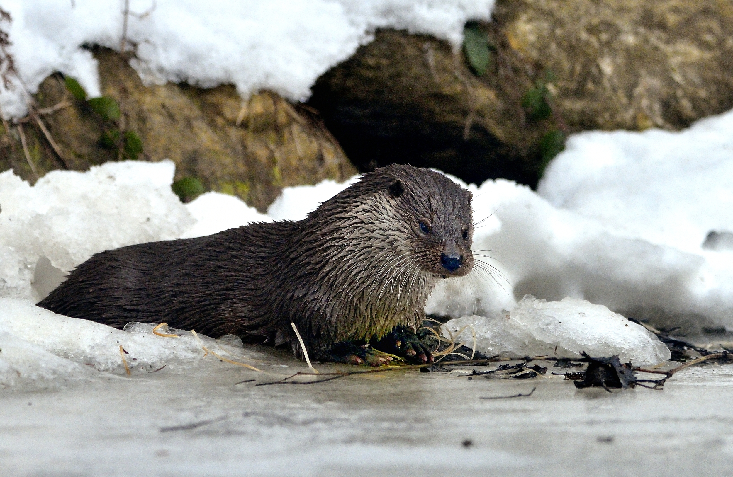Bayerischen 2014 - Lontra