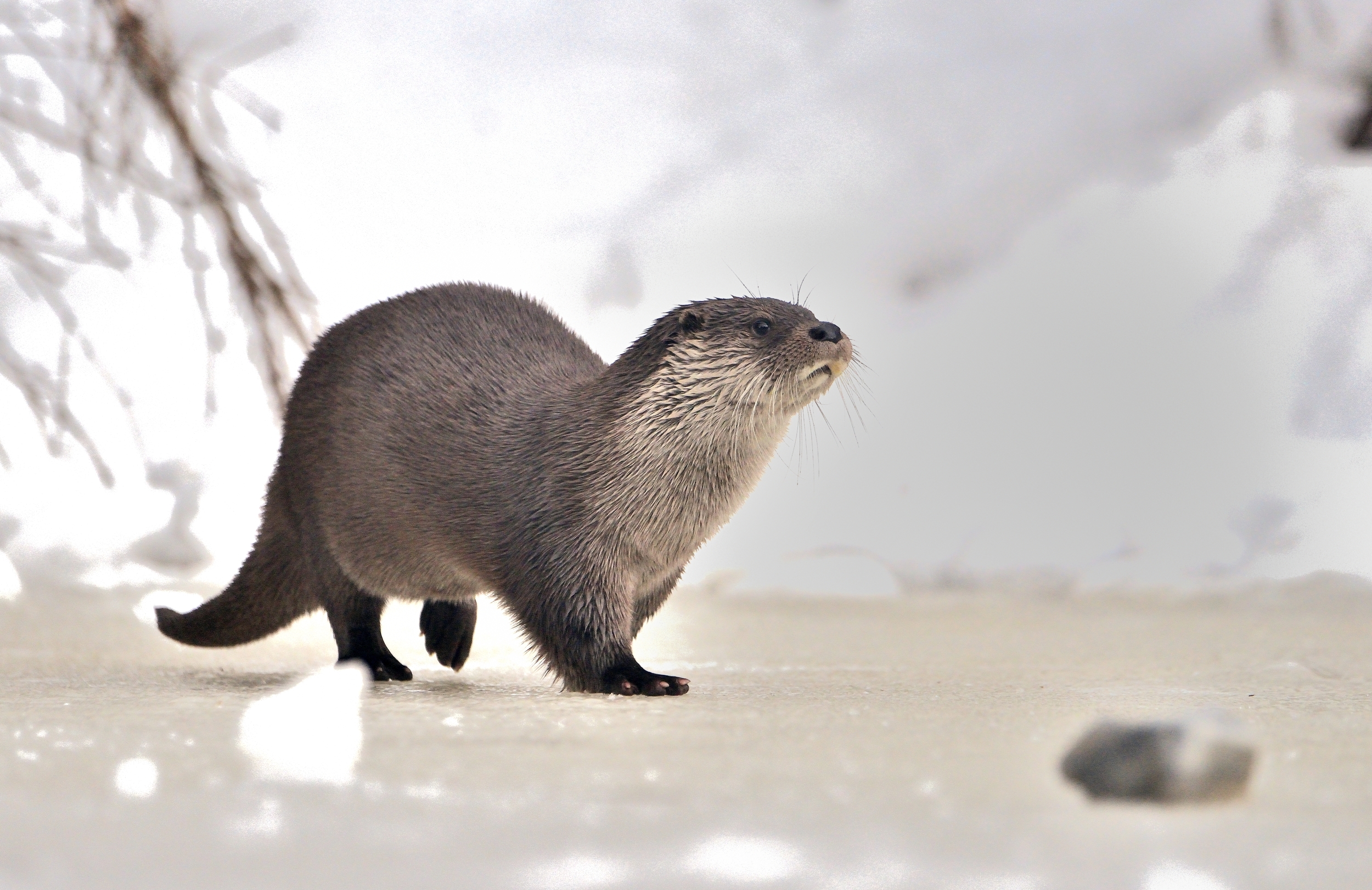 Bayerischen 2014 - Lontra