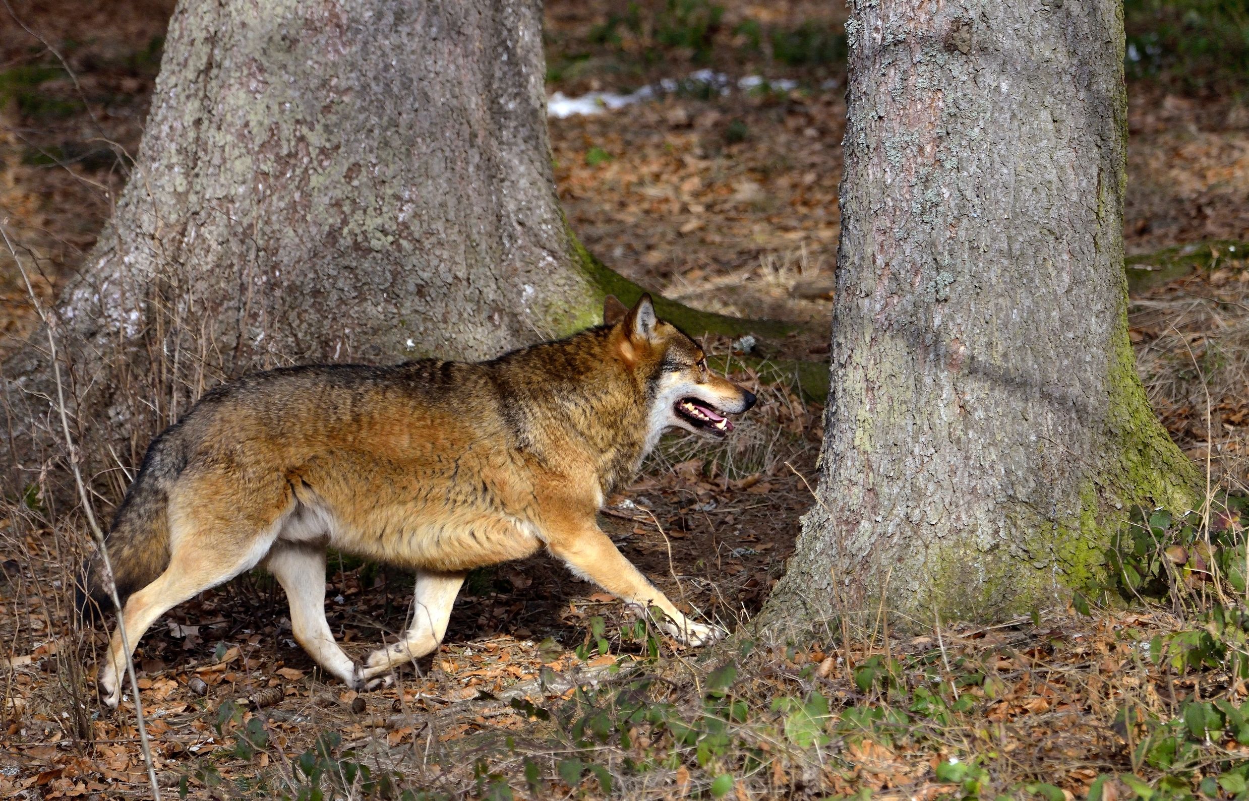 Bayerischen 2014- Lupo