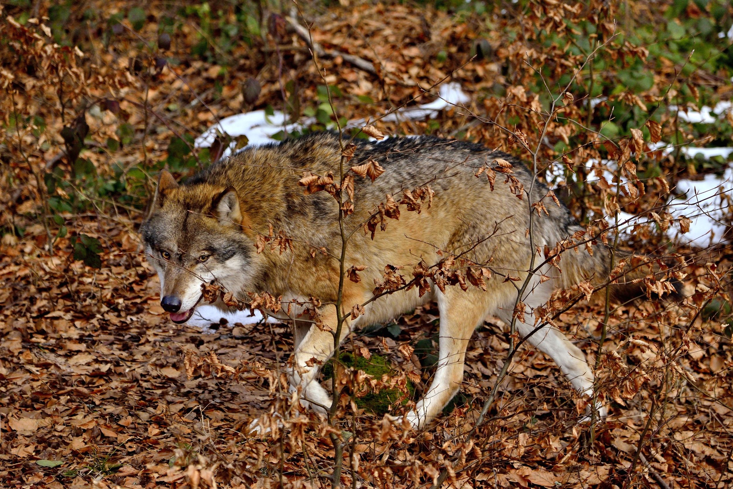 Bayerischen 2014- Lupo
