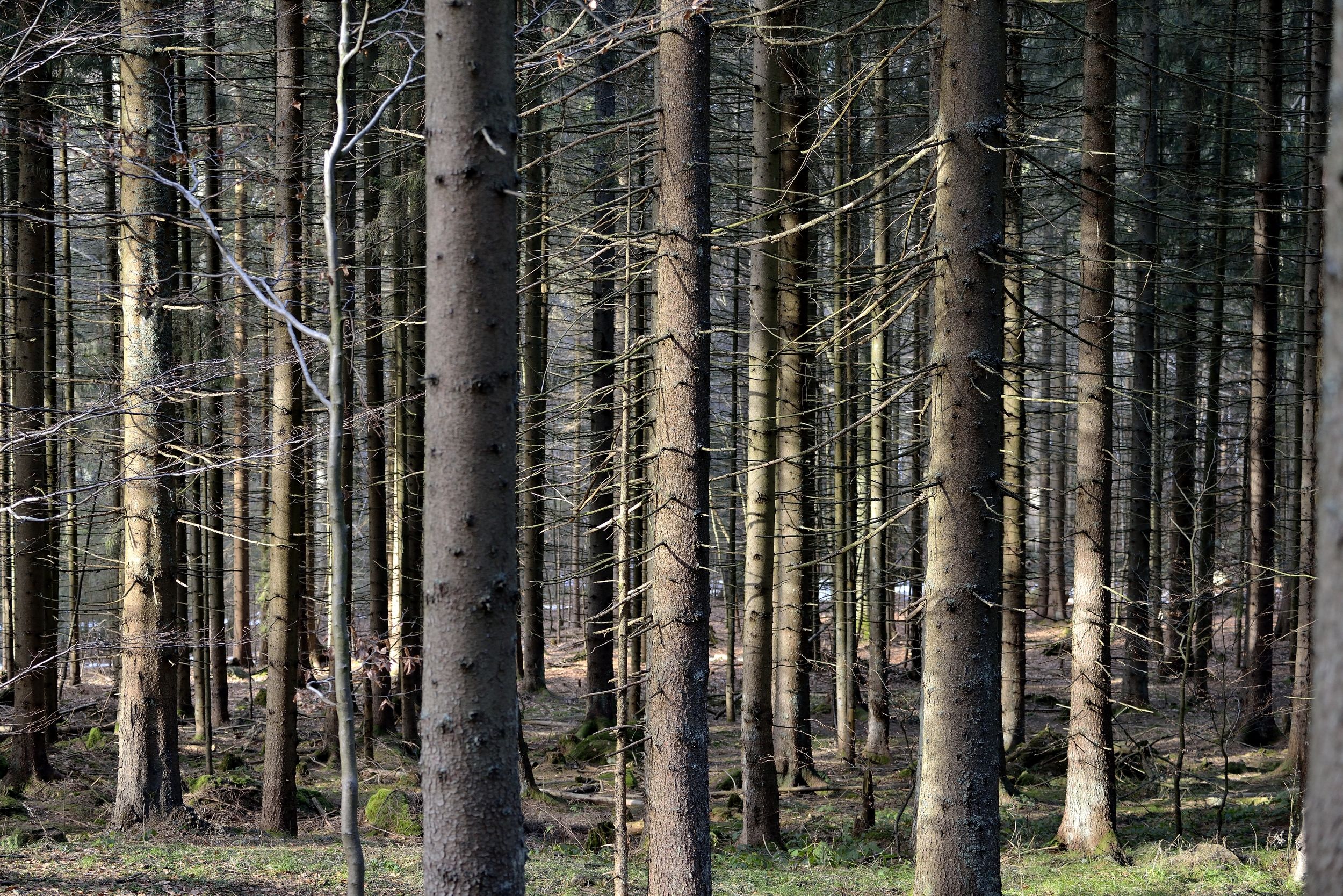 Bayerischen 2014 - Foresta