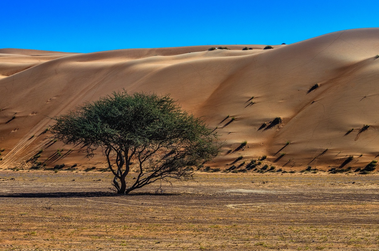 Sopravvivere albero in Wahiba Sand