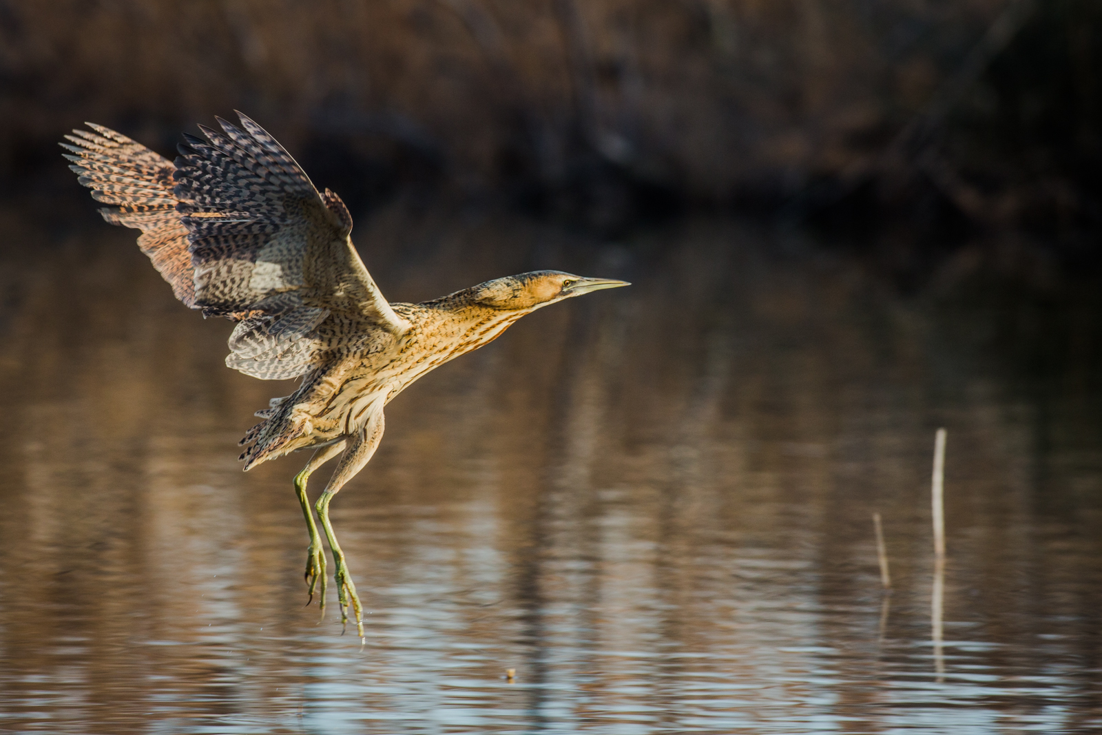 The flight of the Bittern