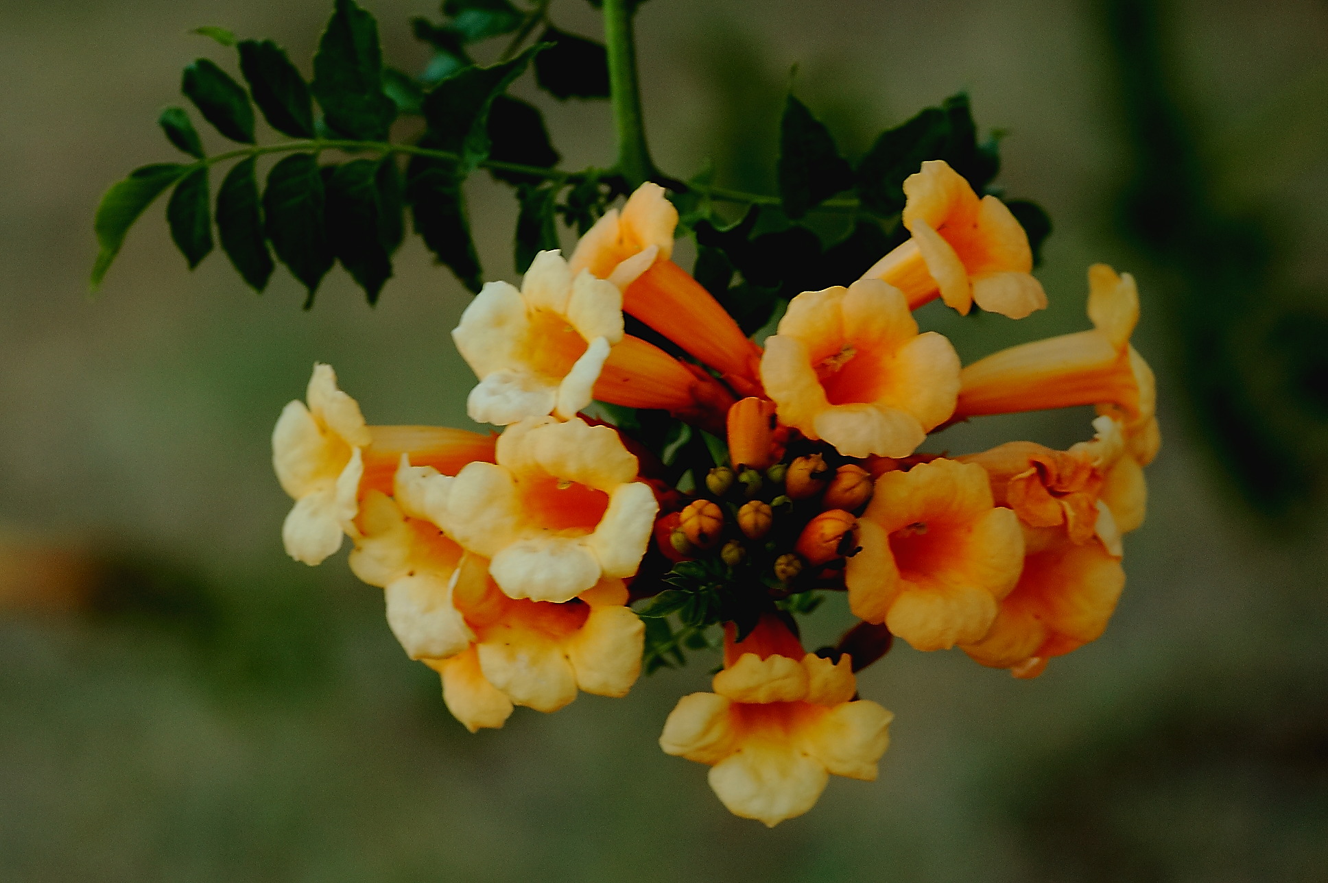 Flowers in July on my wall-