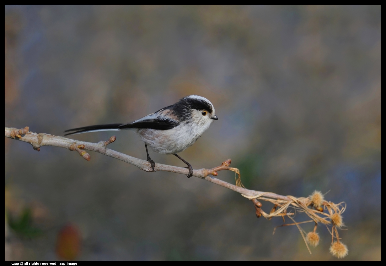 Long-tailed Tit