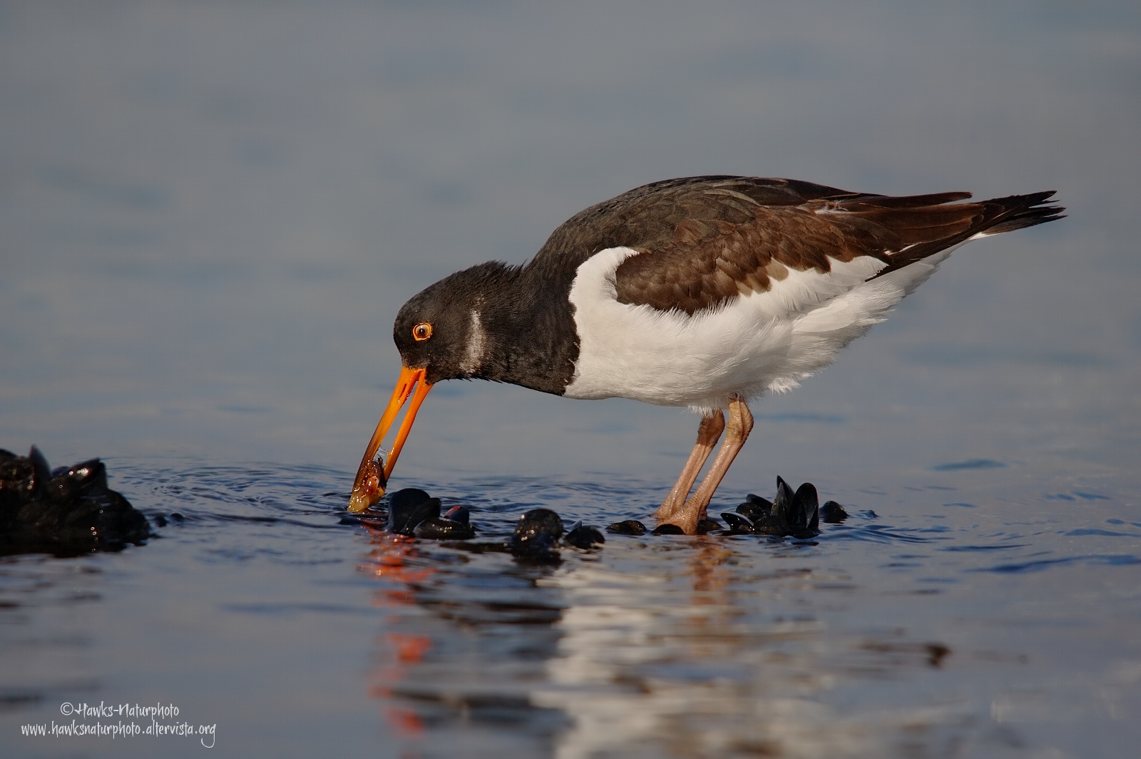 The Oystercatcher and mussels