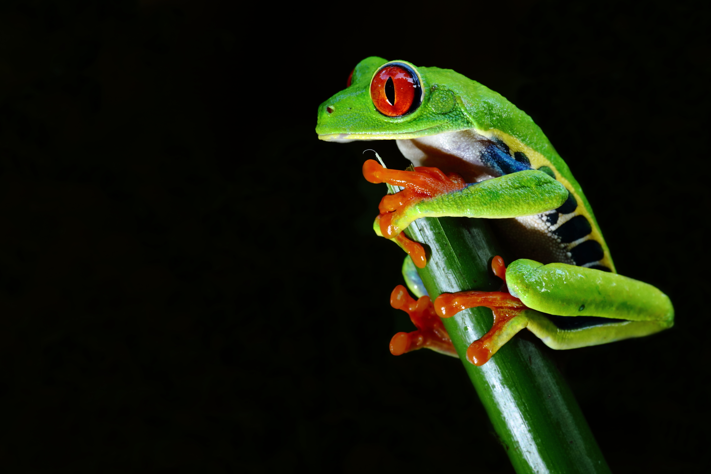 Rana dagli occhi rossi